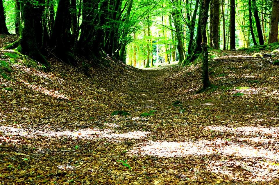 Buggy Friendly Walks