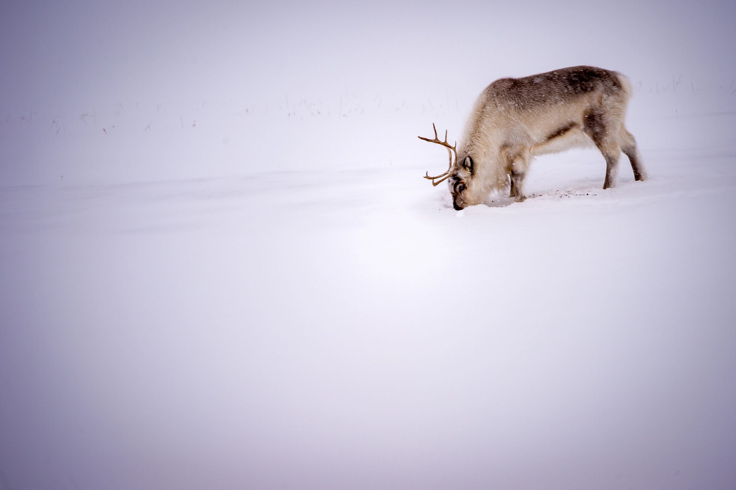 Svalbard