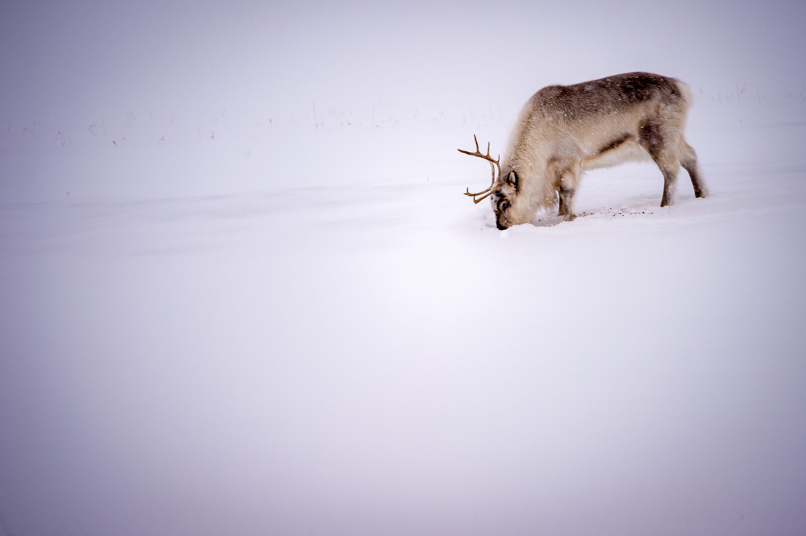 Svalbard
