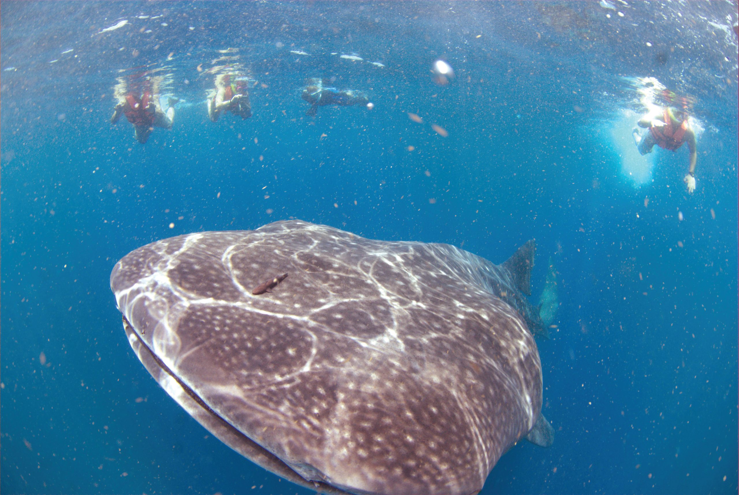 Diving with whale sharks