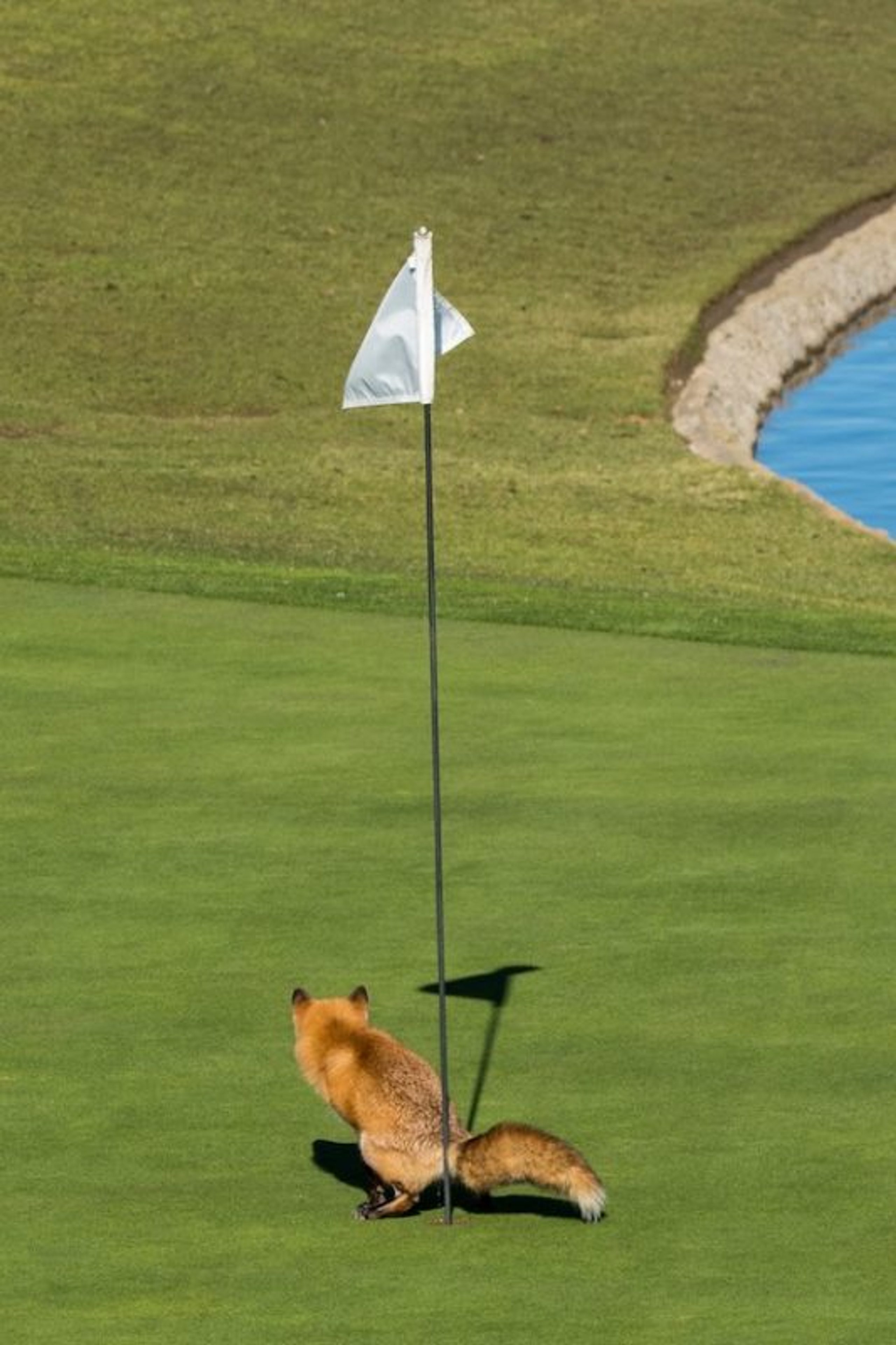 Douglas Croft (United States) © ‘Must Have Three-putted…’