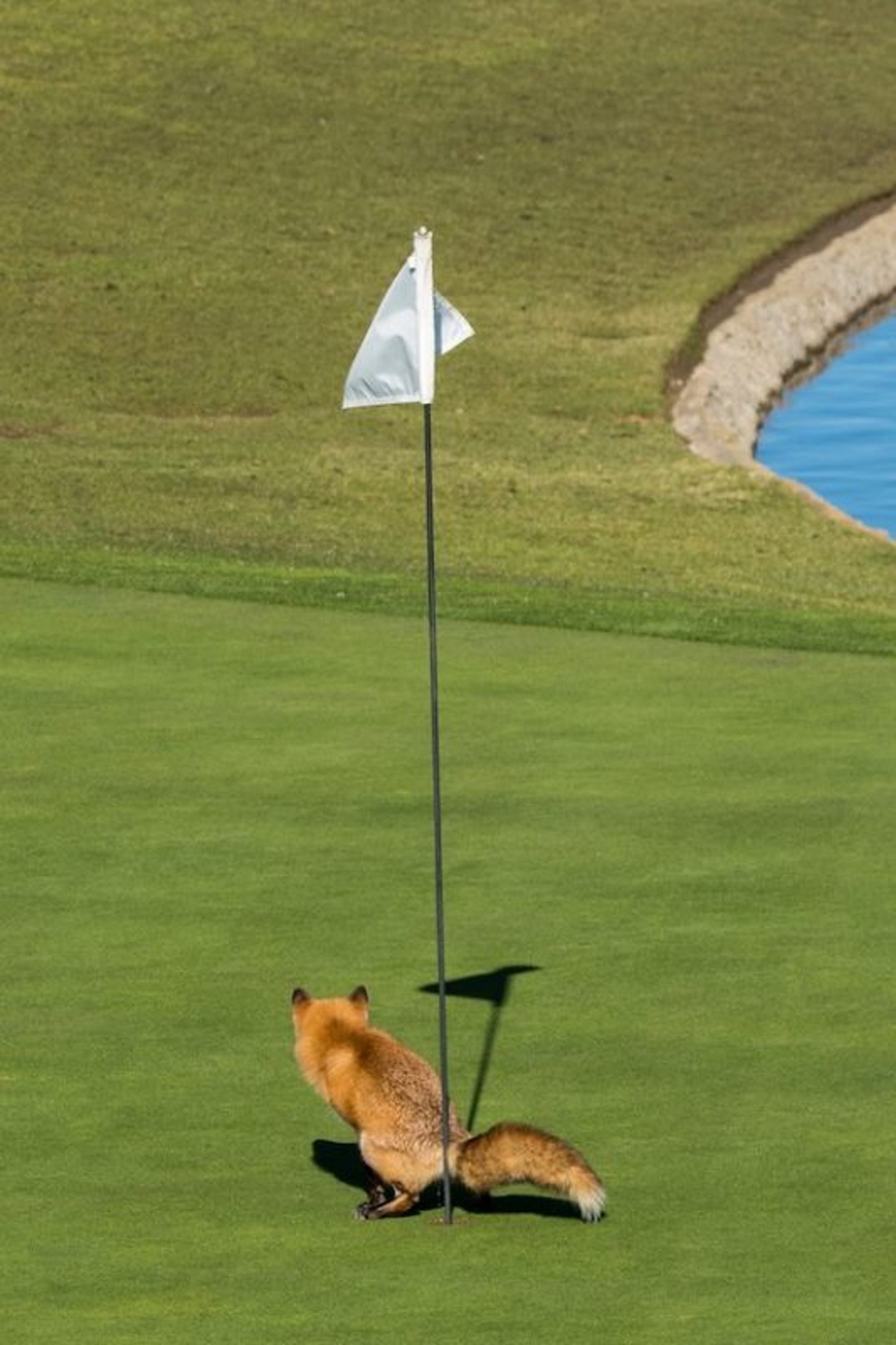 Douglas Croft (United States) © ‘Must Have Three-putted…’