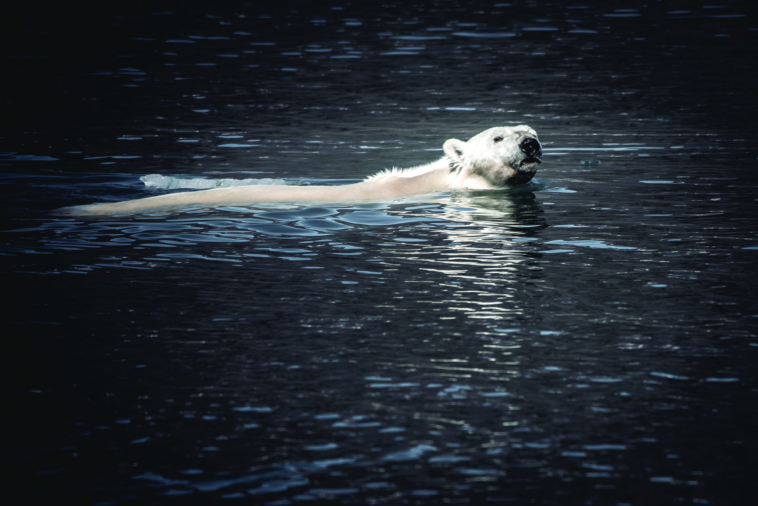 Arctic Polar Bears