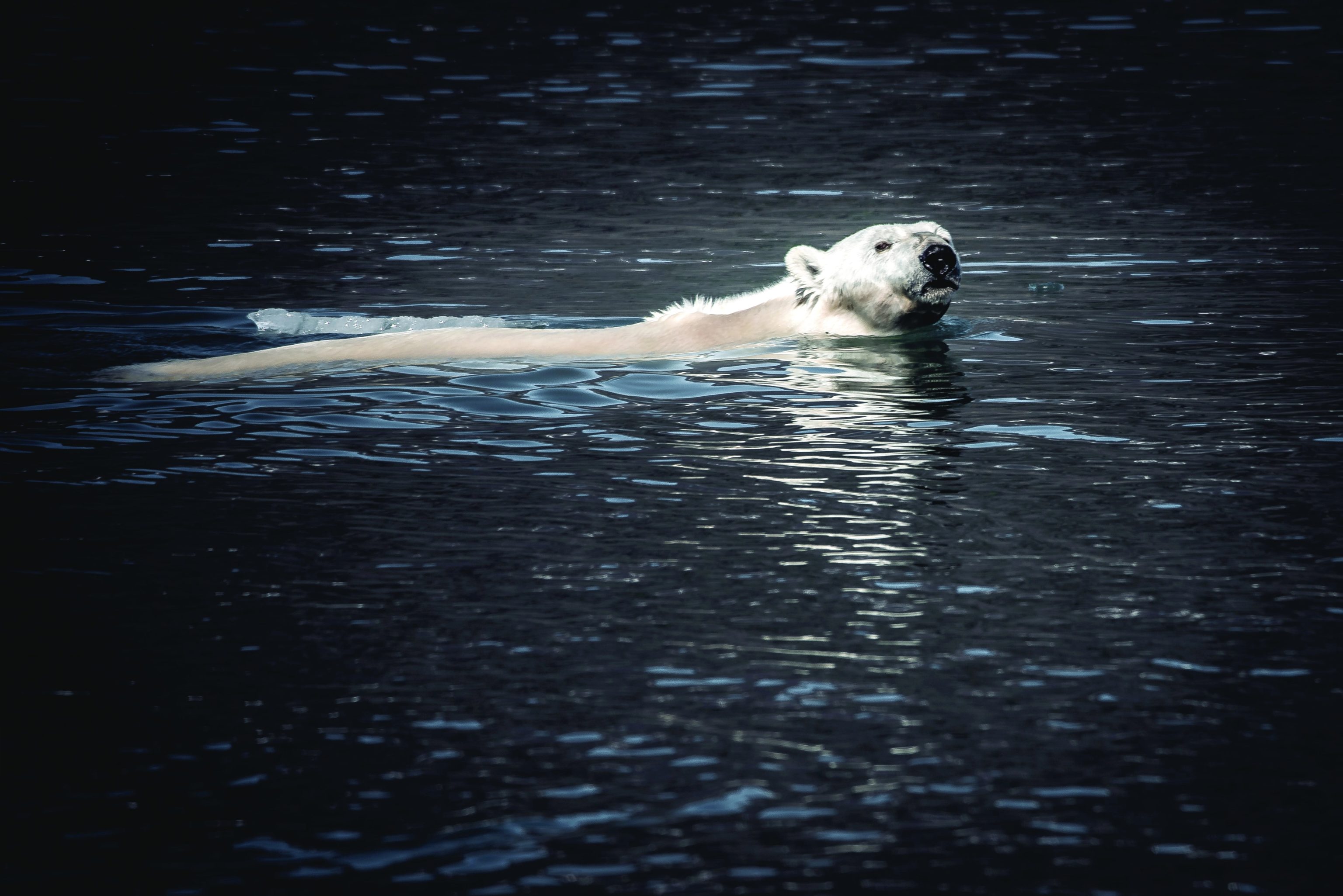 Arctic Polar Bears