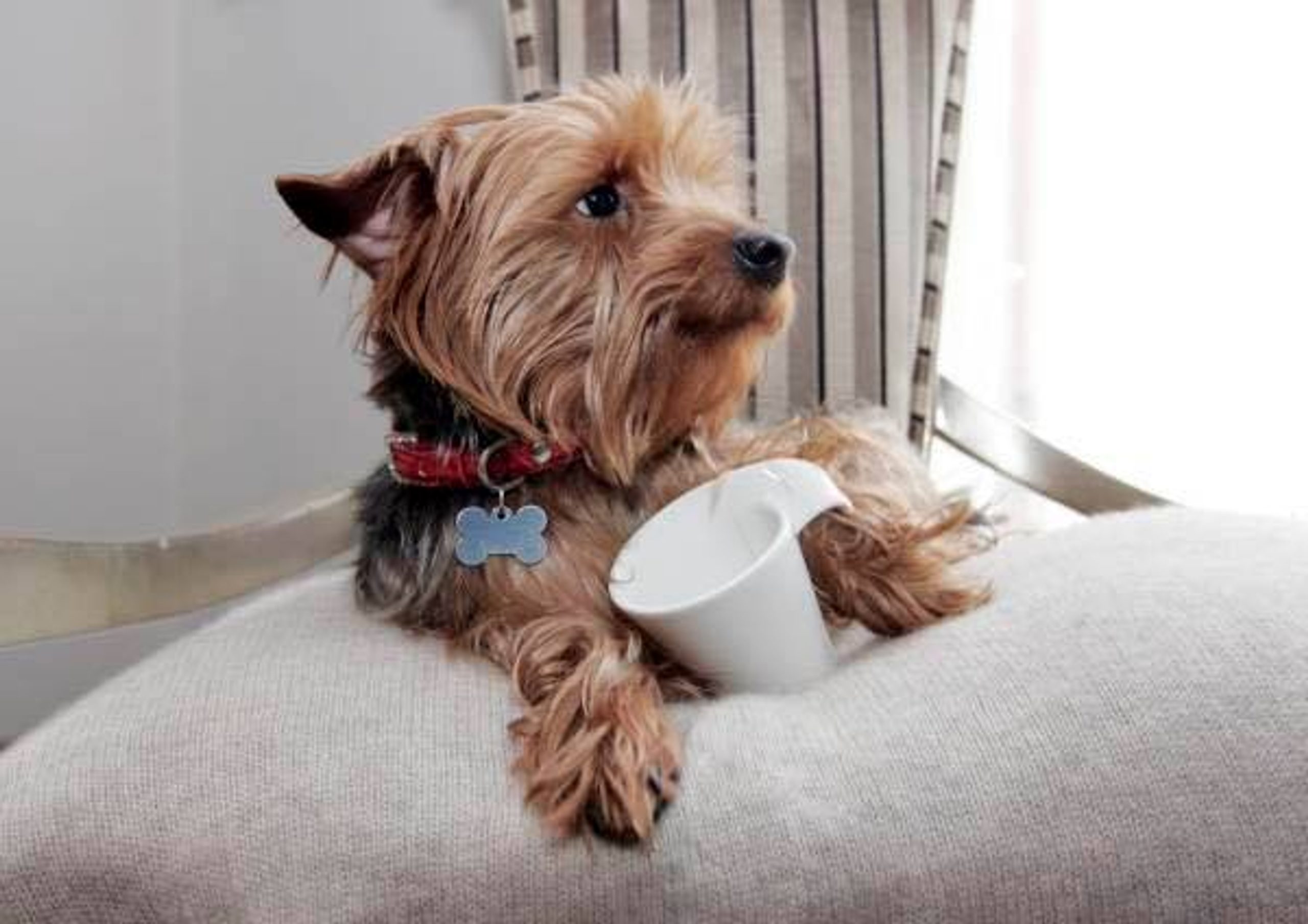 Pet friendly hotel