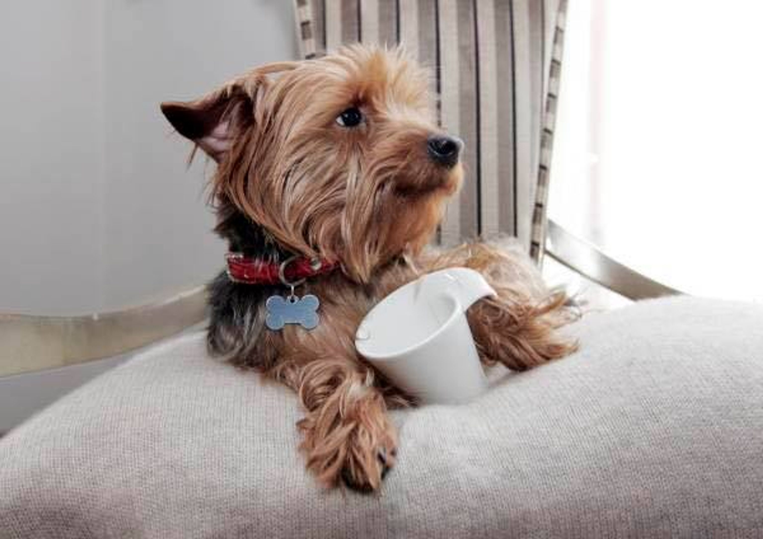 Pet friendly hotel