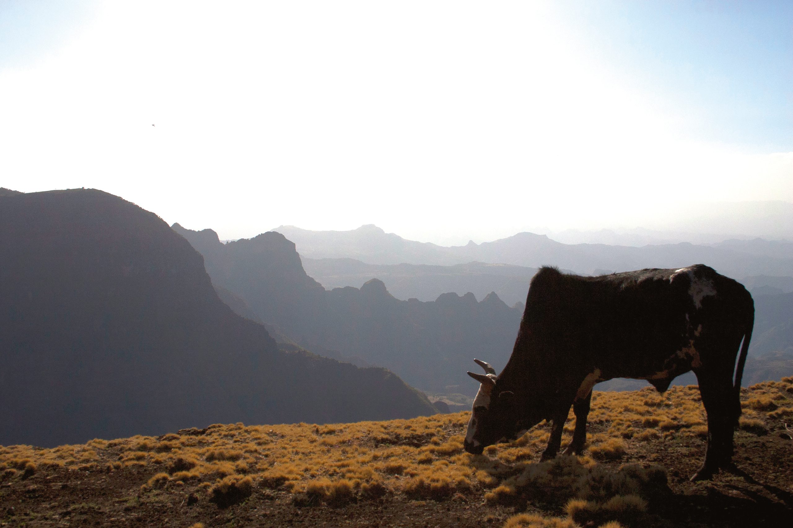 Ethiopian cow