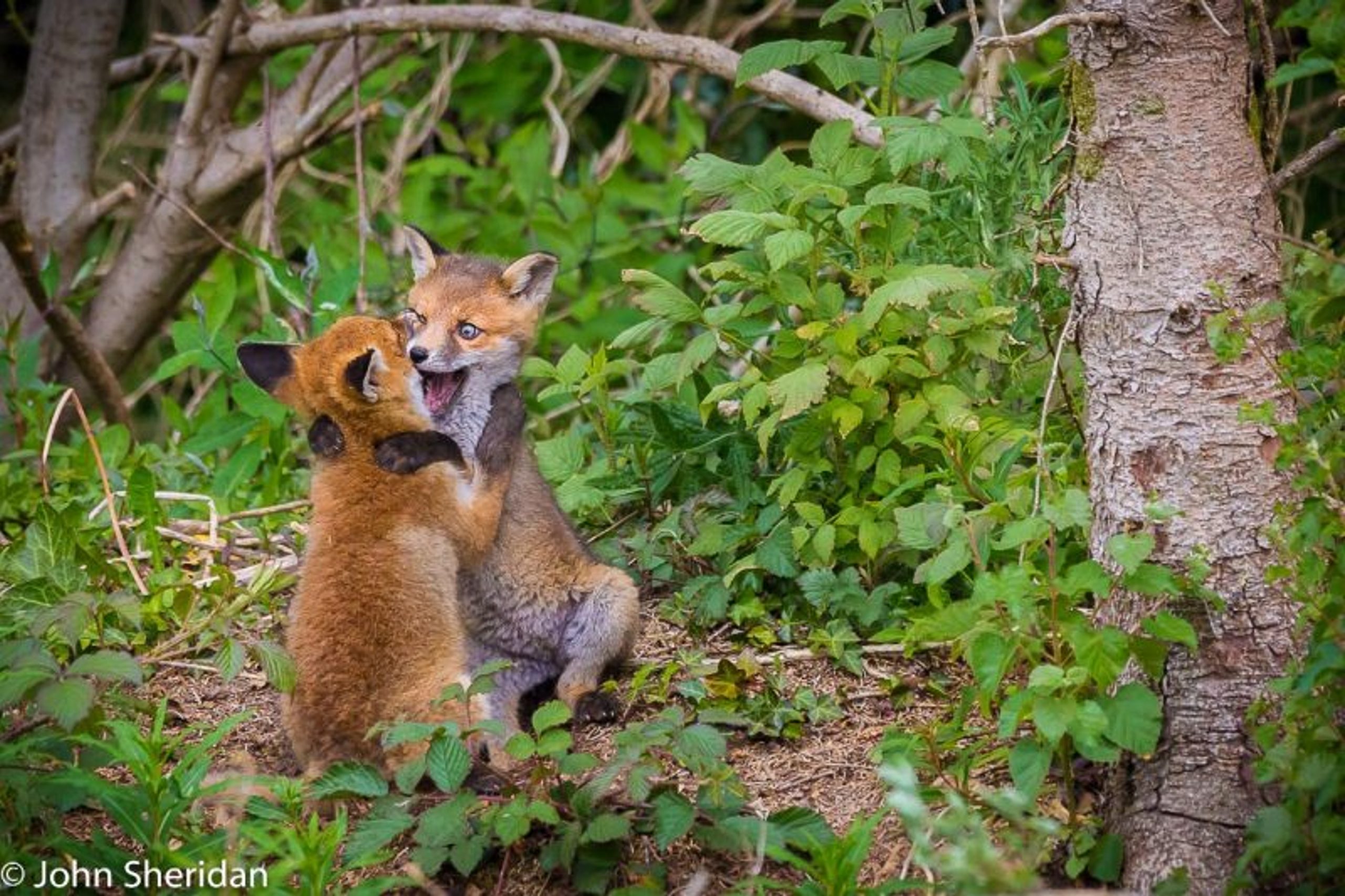 ohn Sheridan (Ireland) © Cuddling Cubs.