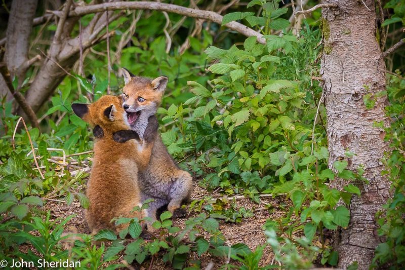 ohn Sheridan (Ireland) © Cuddling Cubs.