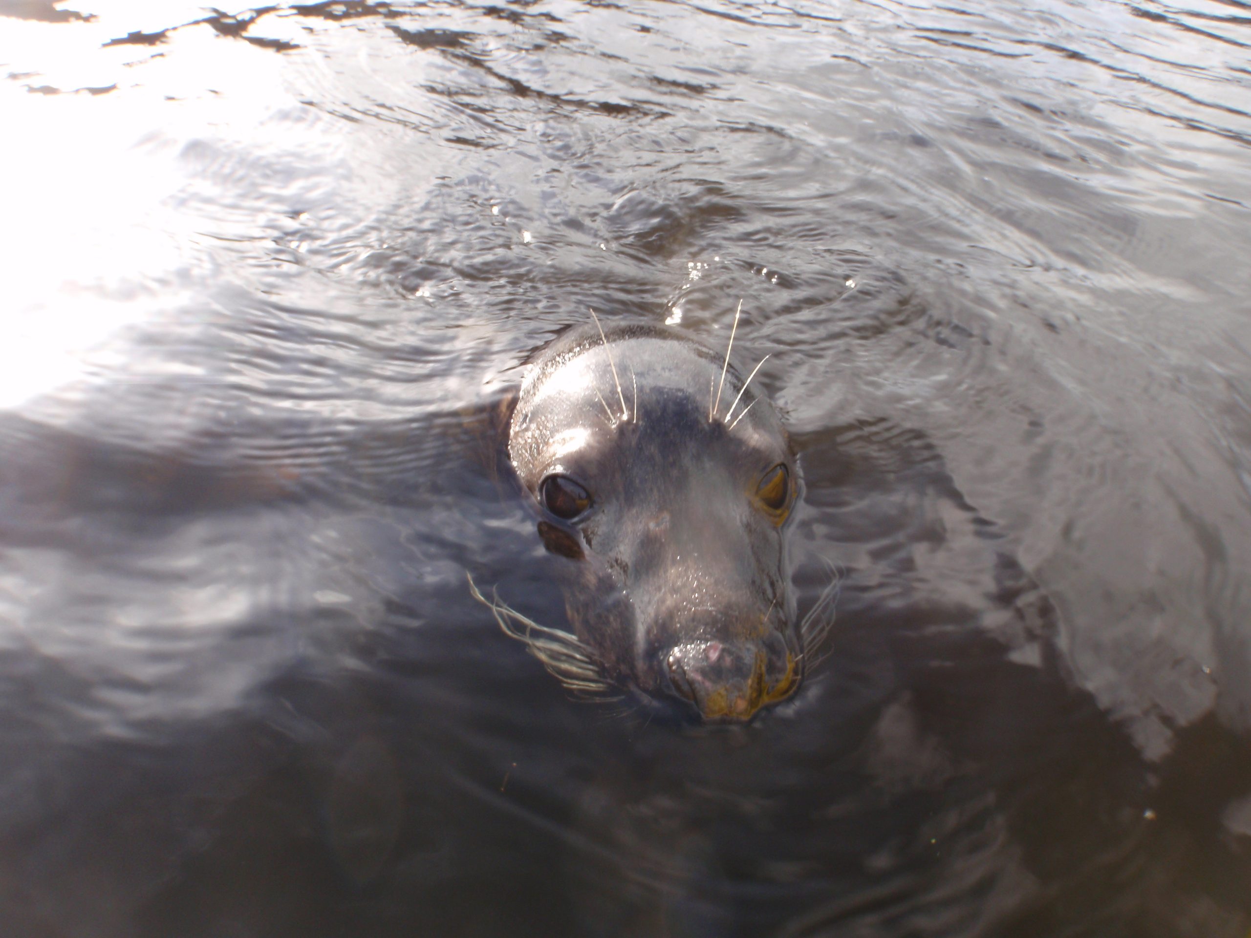 Seal in the River Lee. 