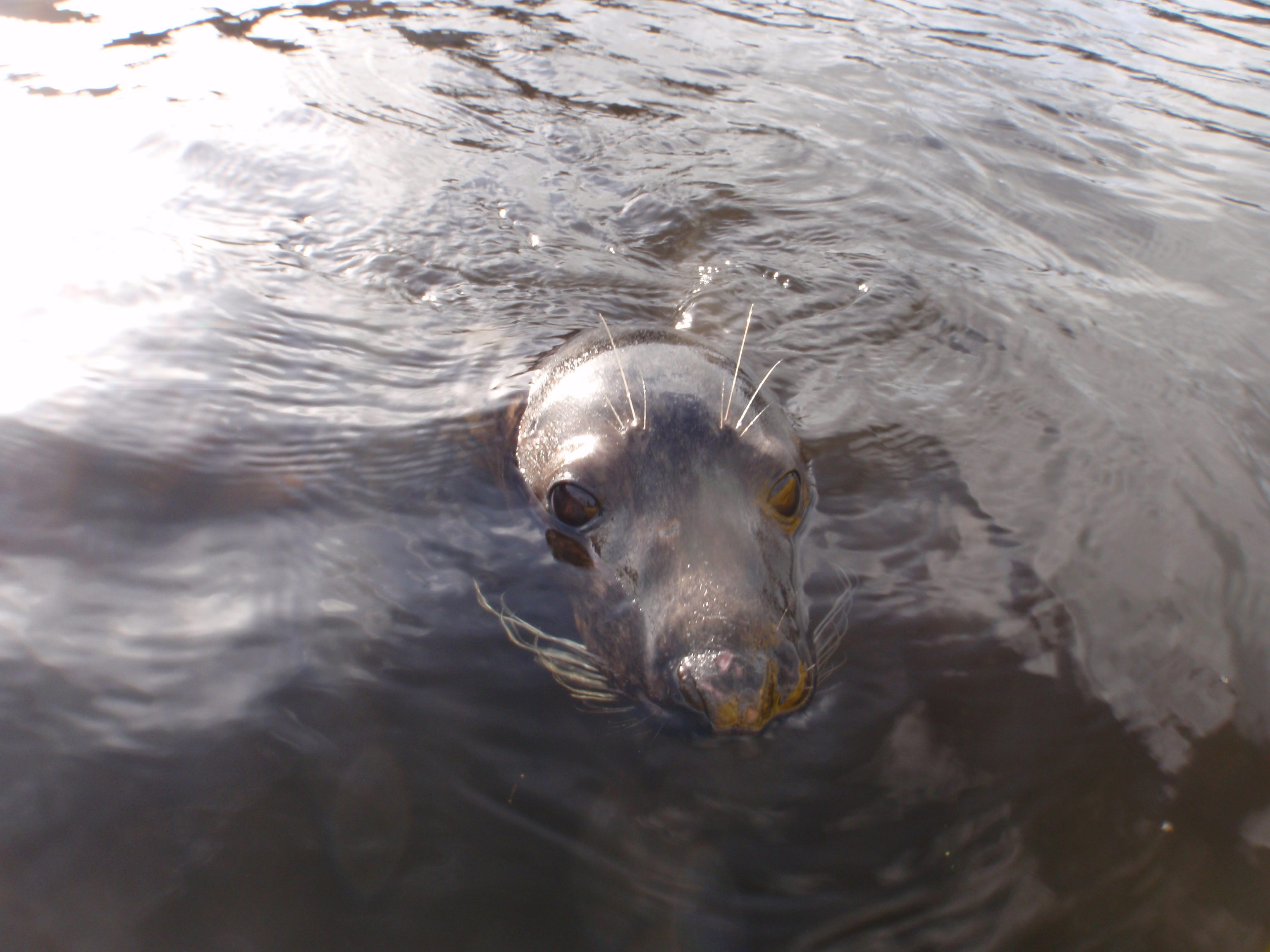 Seal in the River Lee. 