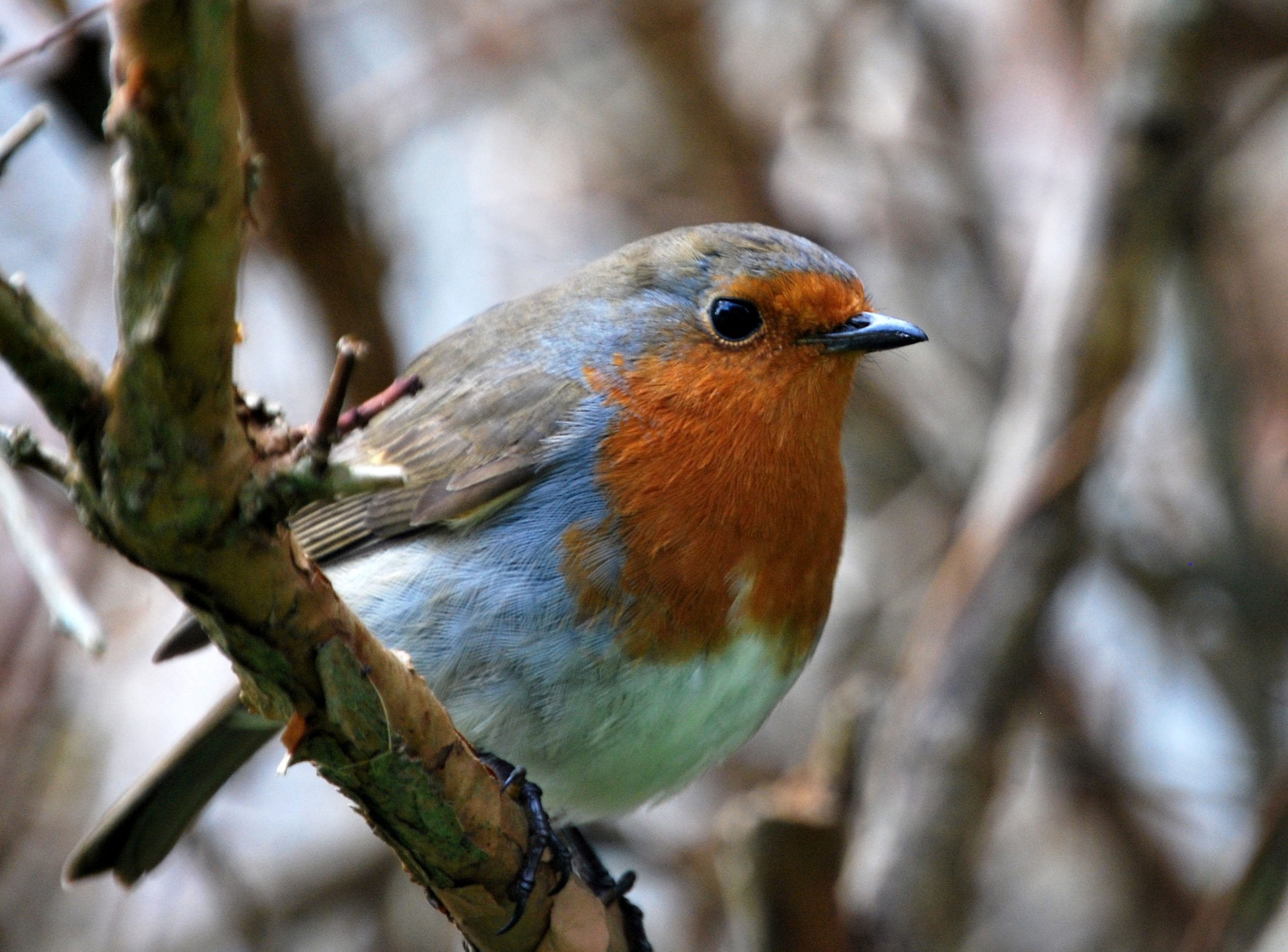 Robin on Inishbofin.