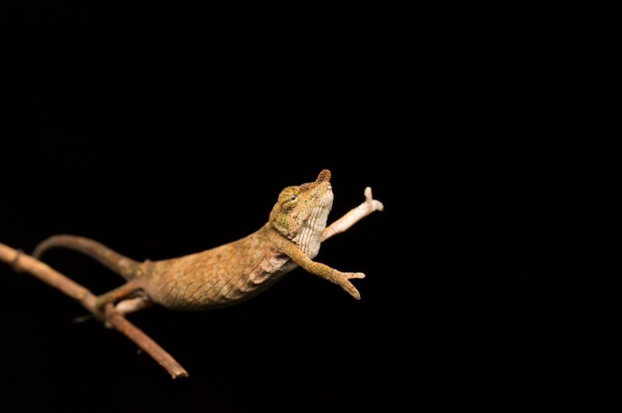 Jasmine Vink (Australia) © ‘Chameleon dance’