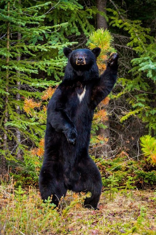 Chris Martin (Canada) © ‘Disco Dancer’