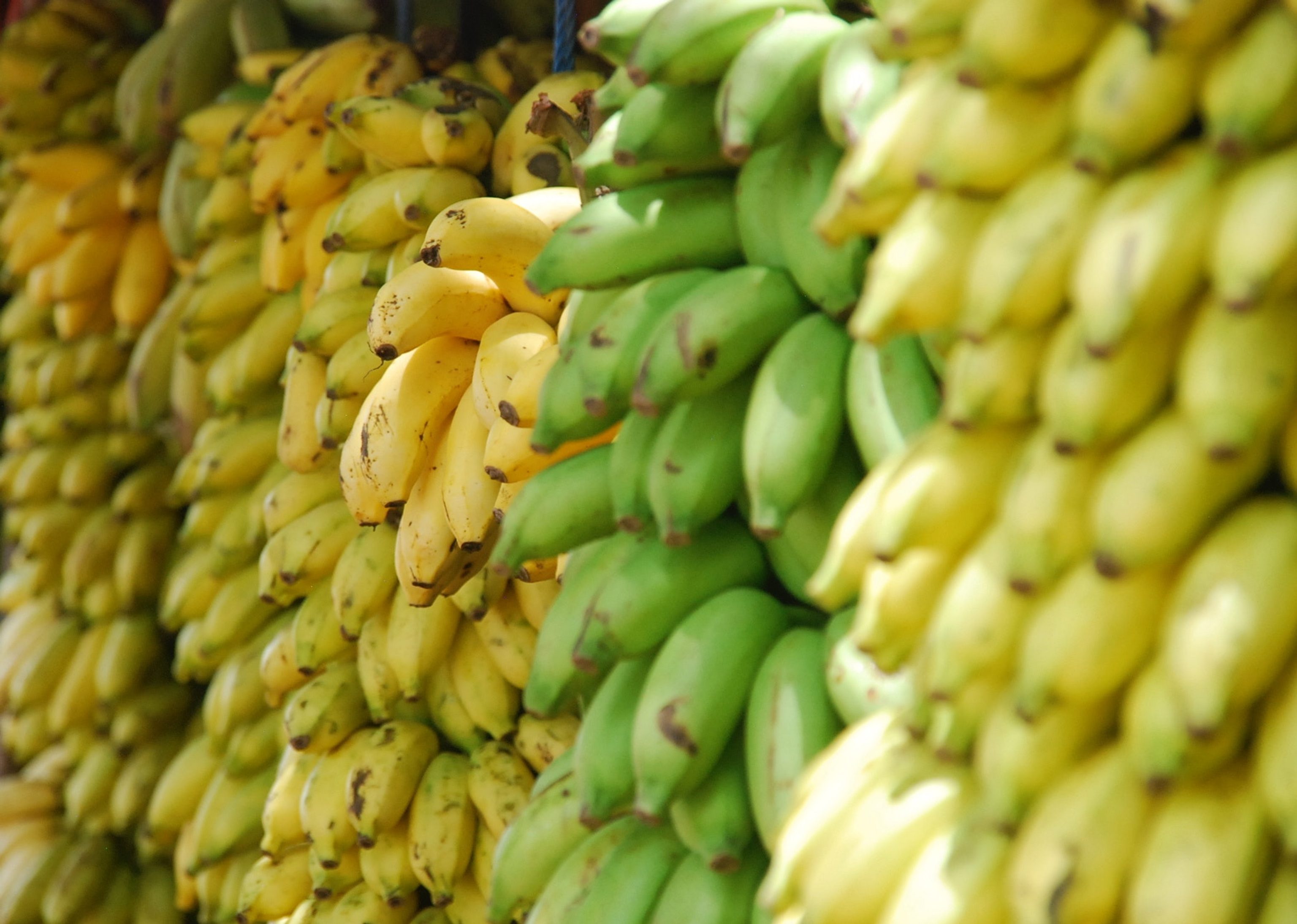 Bananas