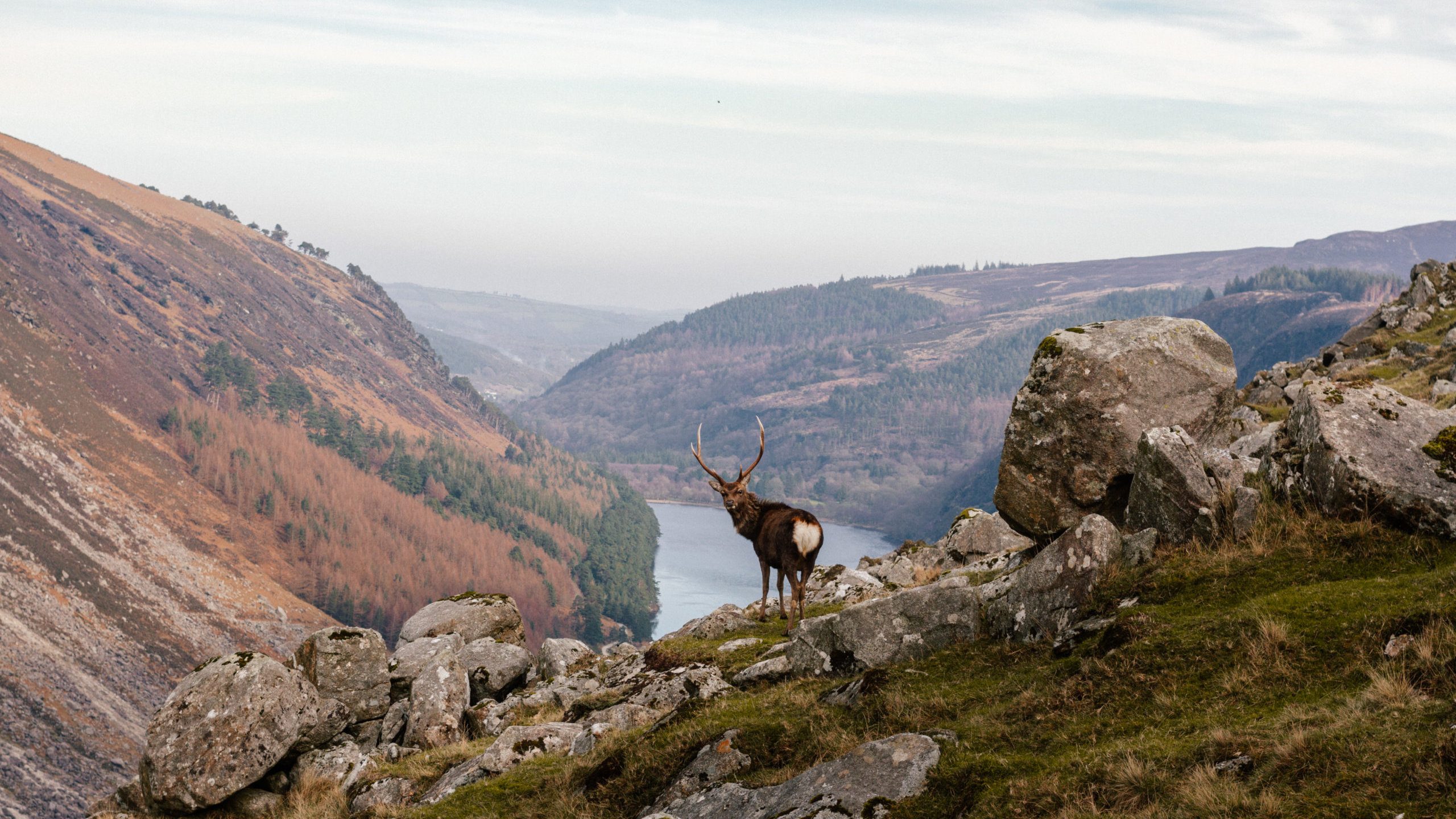 King Of The Valley: Matthew McConnell