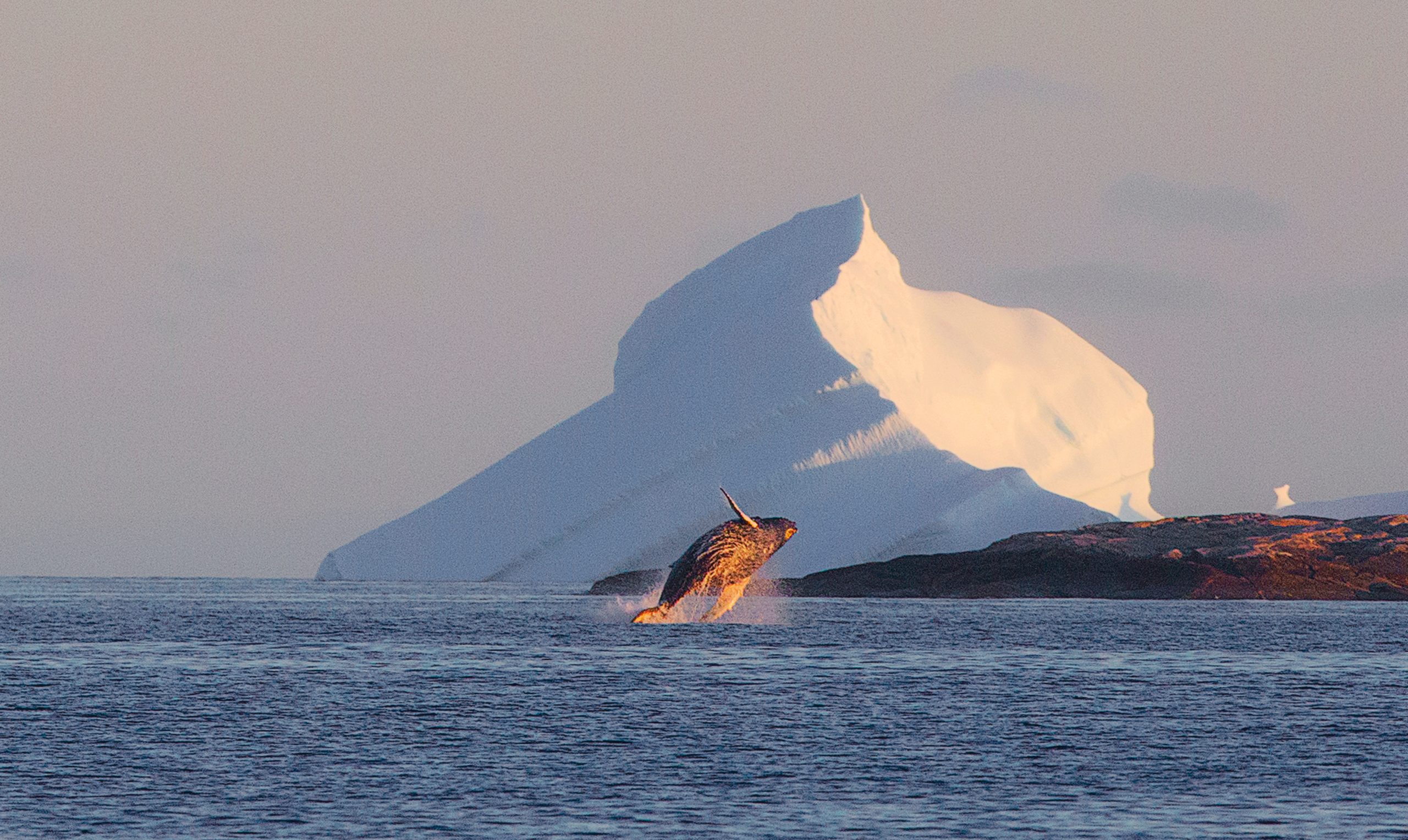 Humpback & Berg