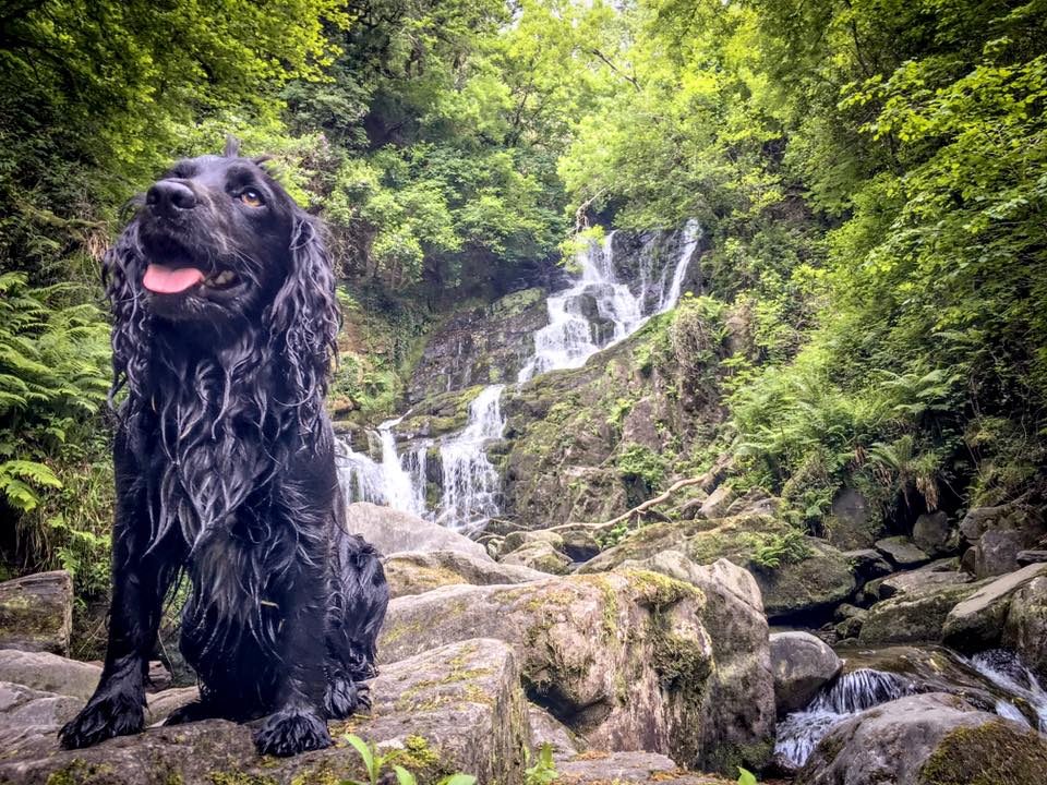Dog Friendly Walks in Kerry