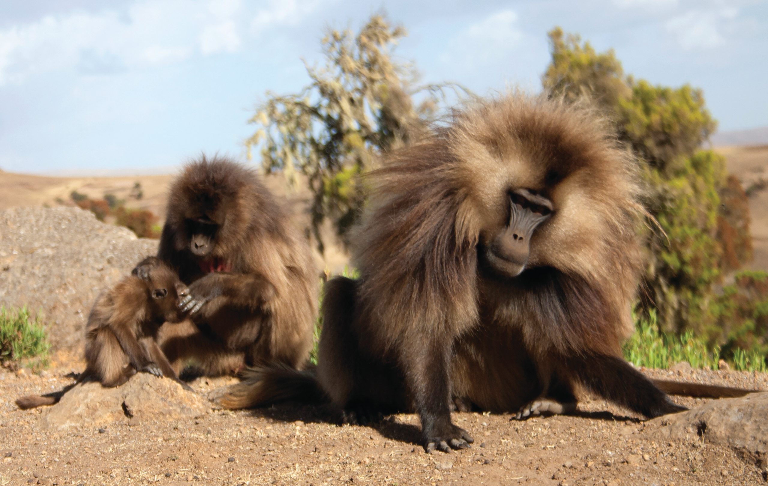 Male gelada baboon gets ruffled.