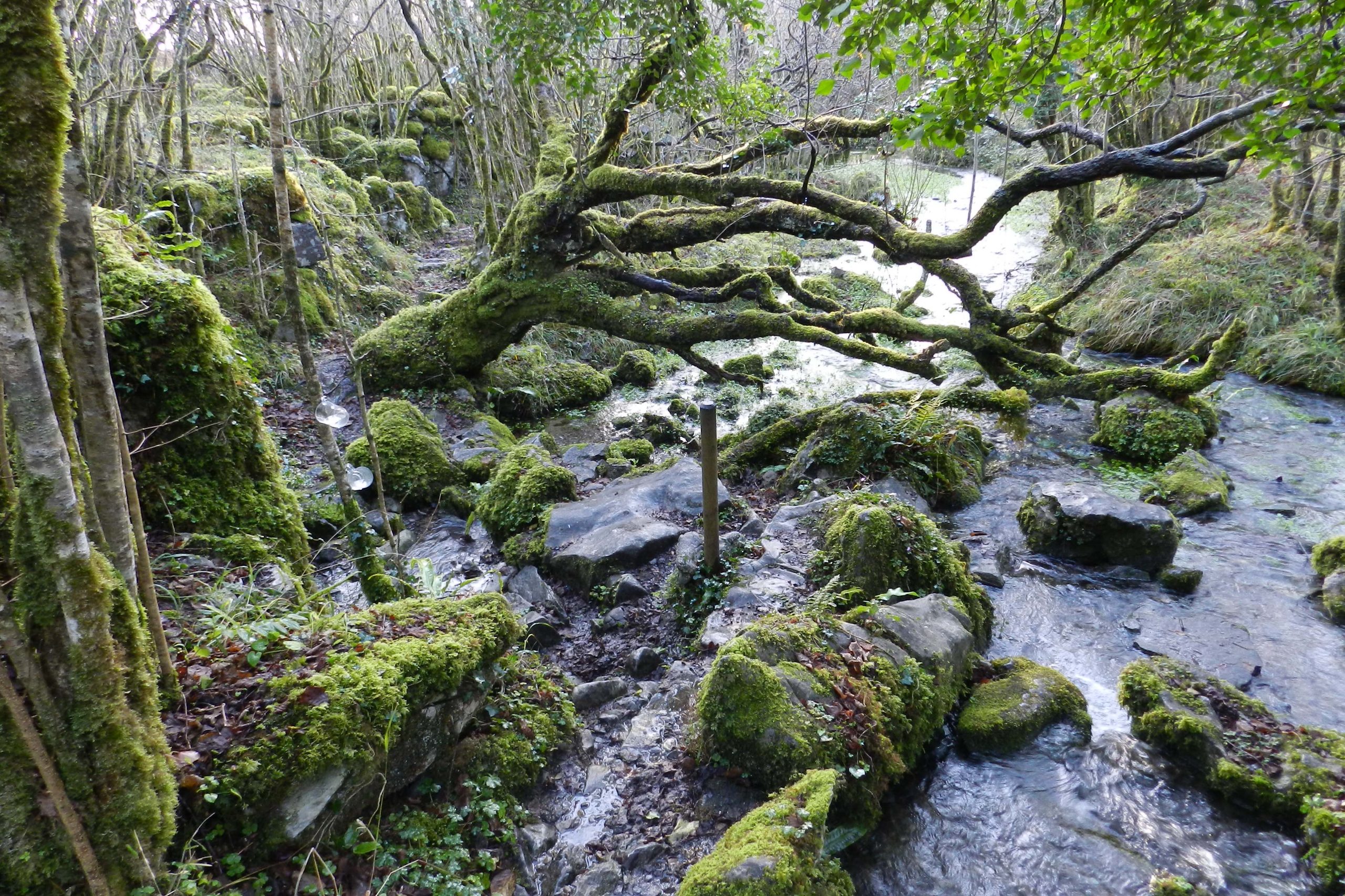 Lough Avalla Farm Loop Walk.