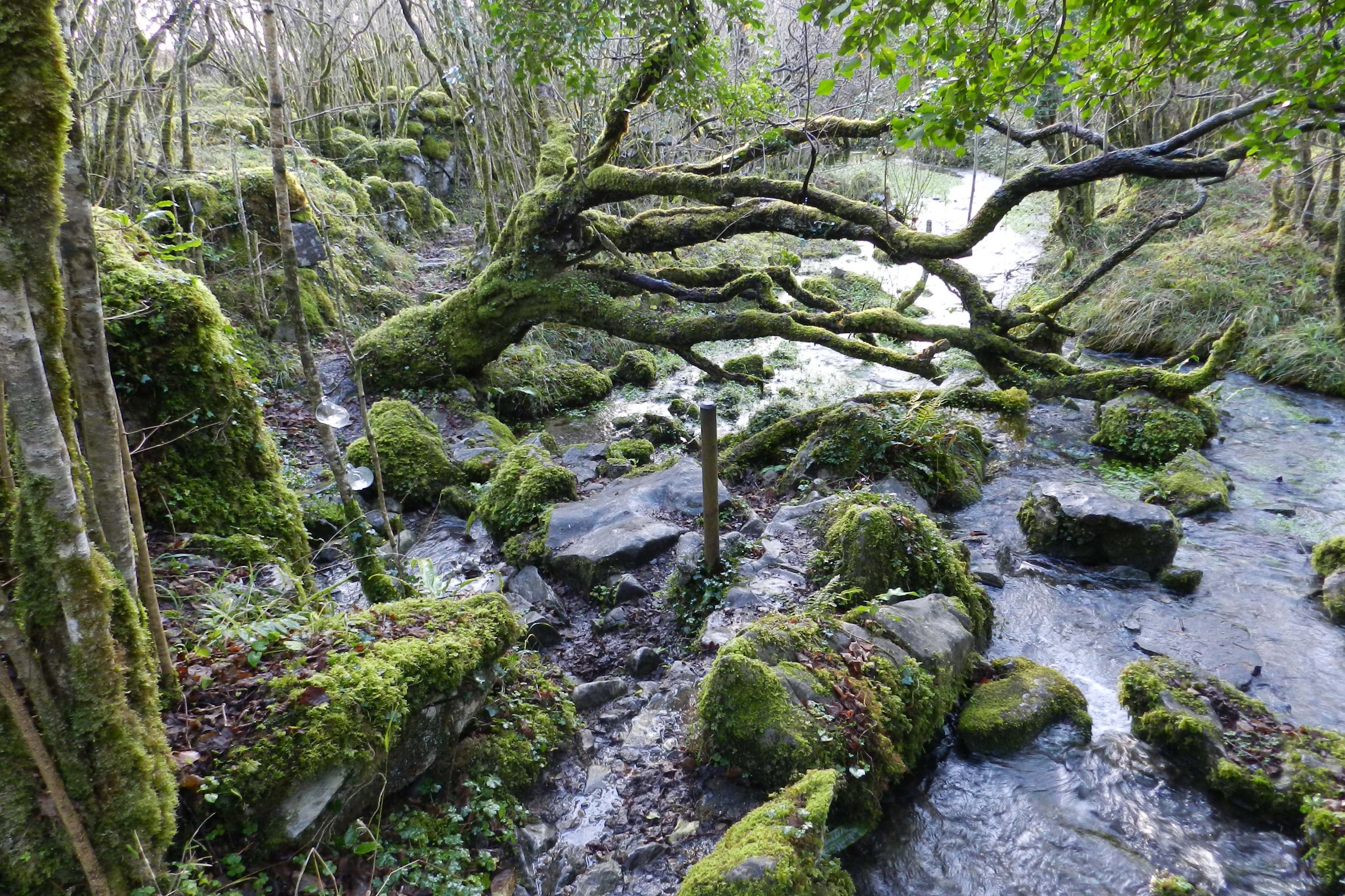 the Lough Avalla Farm Loop. Image: Art to Heart Blog