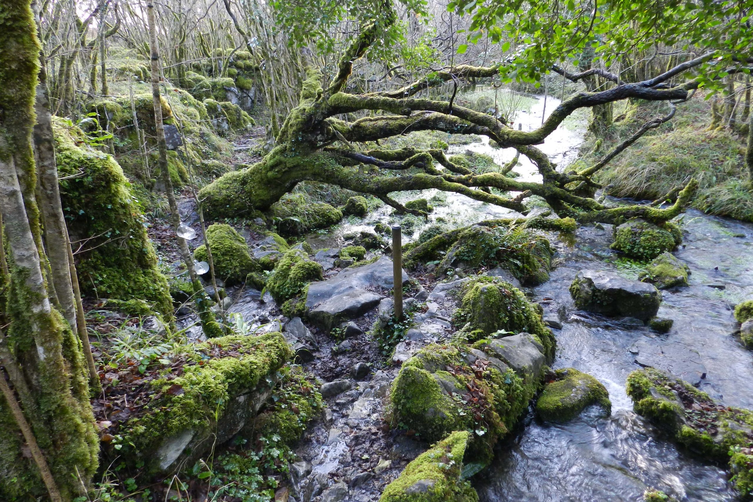 Lough Avalla Farm Loop Walk.