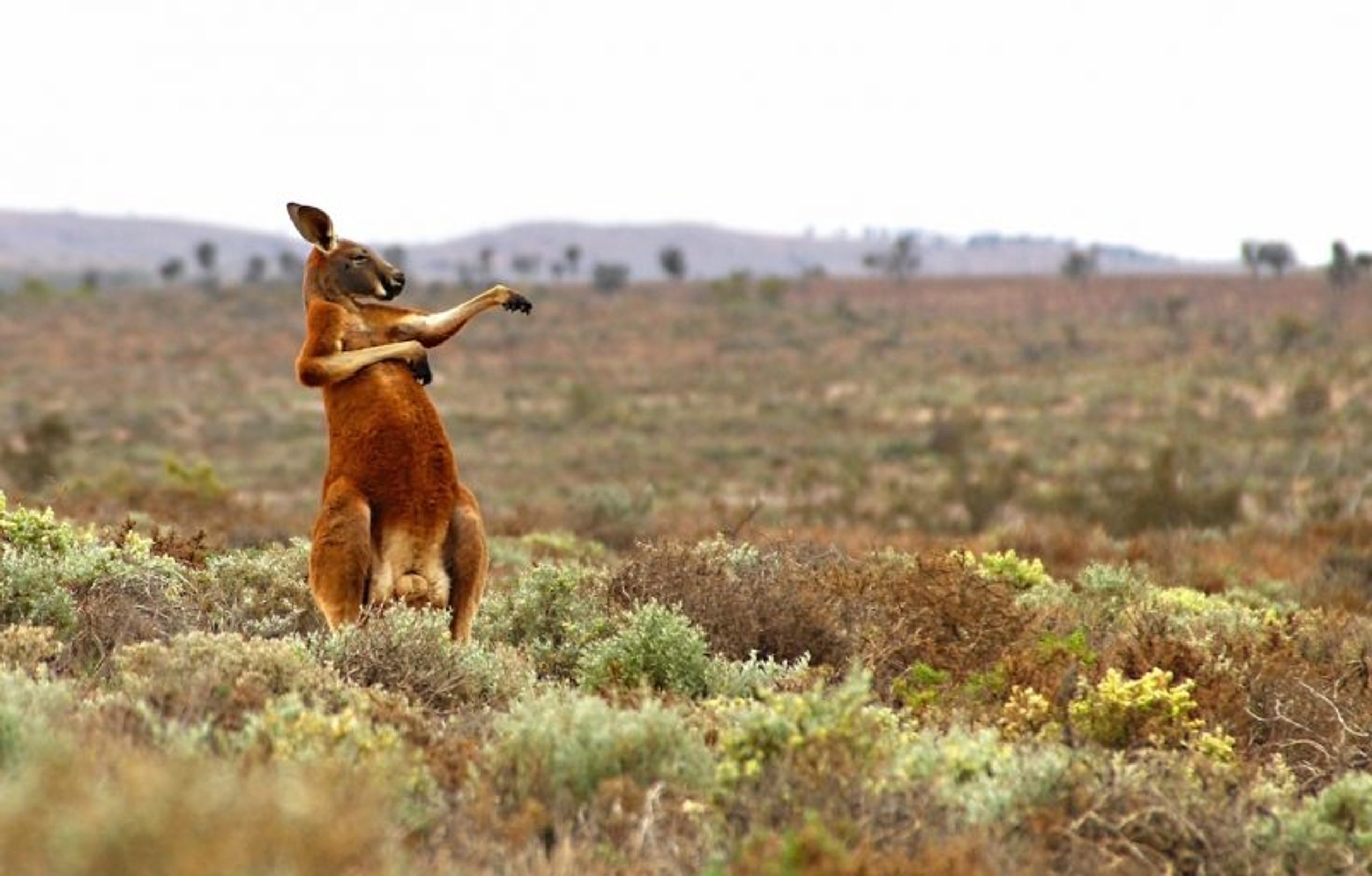 Andrey Giljov (Russian Federation) © ‘Kung Fu Training (Australian style)’