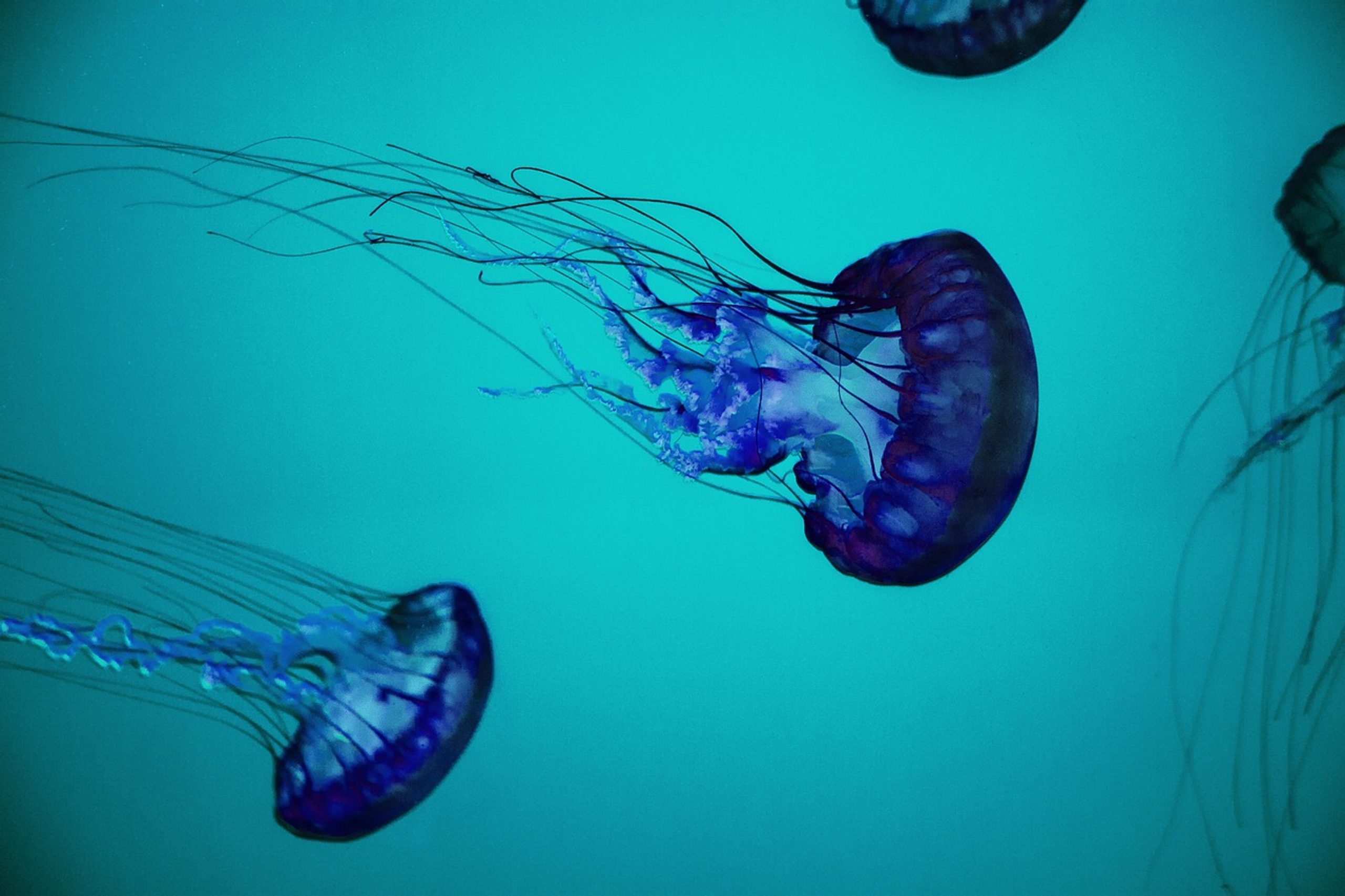 treat a jellyfish sting