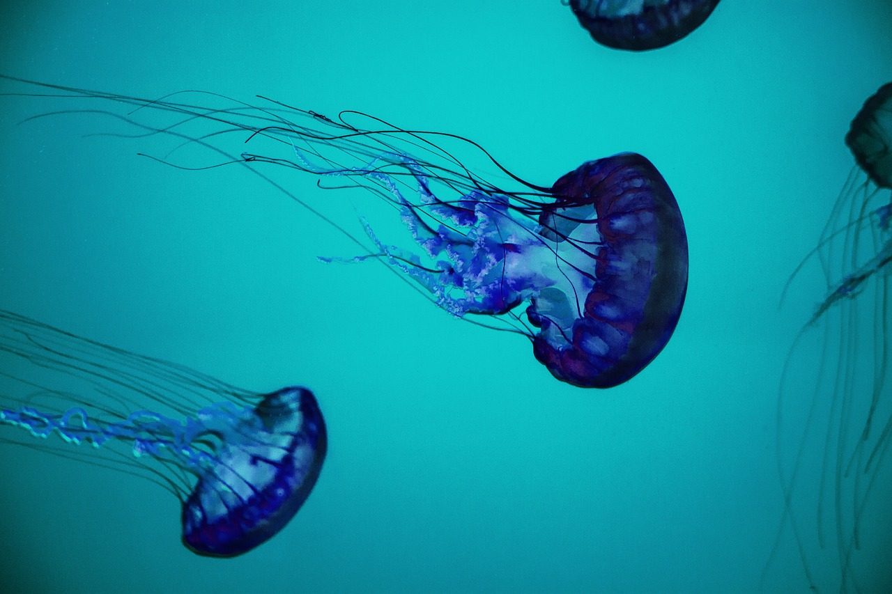 treat a jellyfish sting