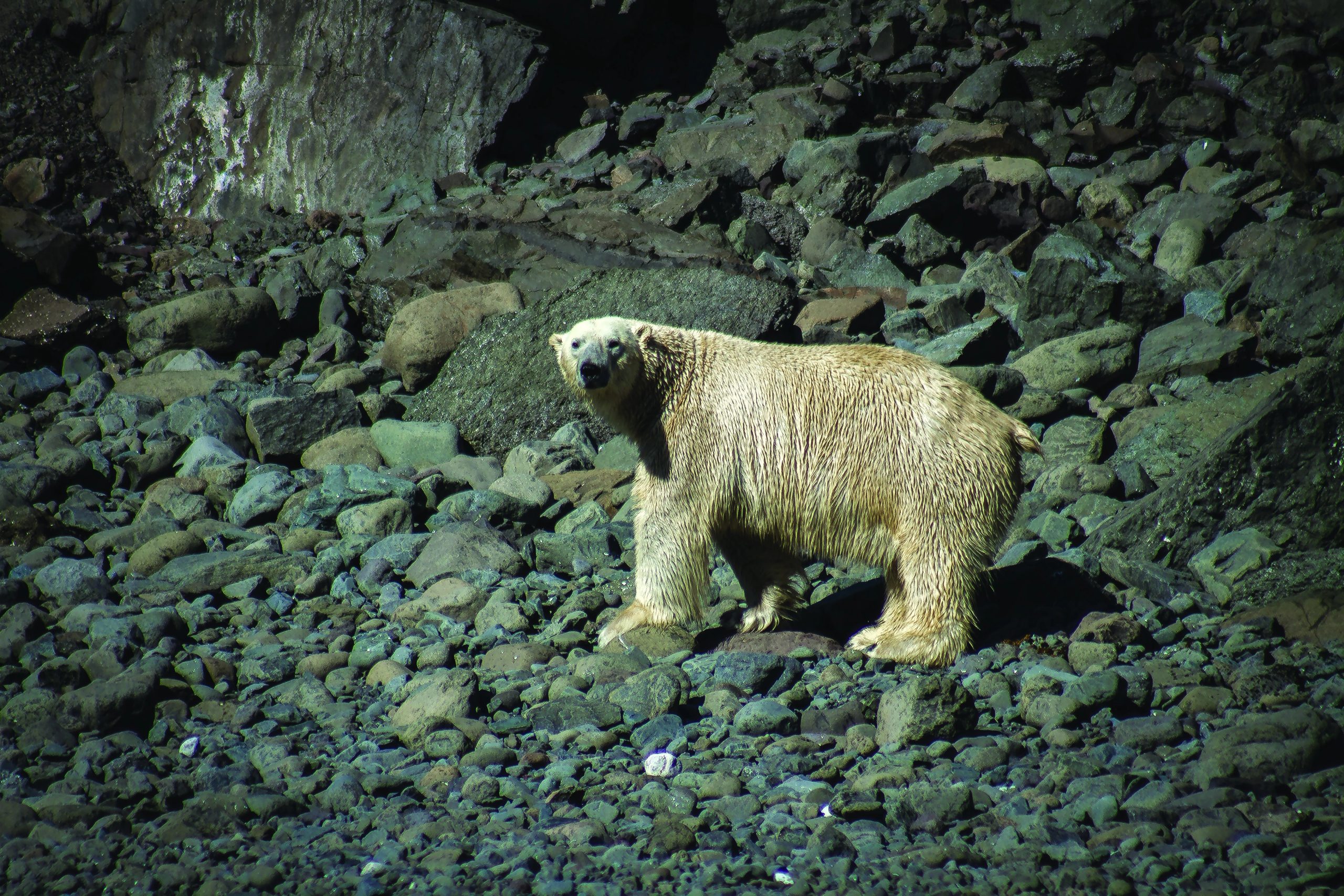 Arctic Polar Bears