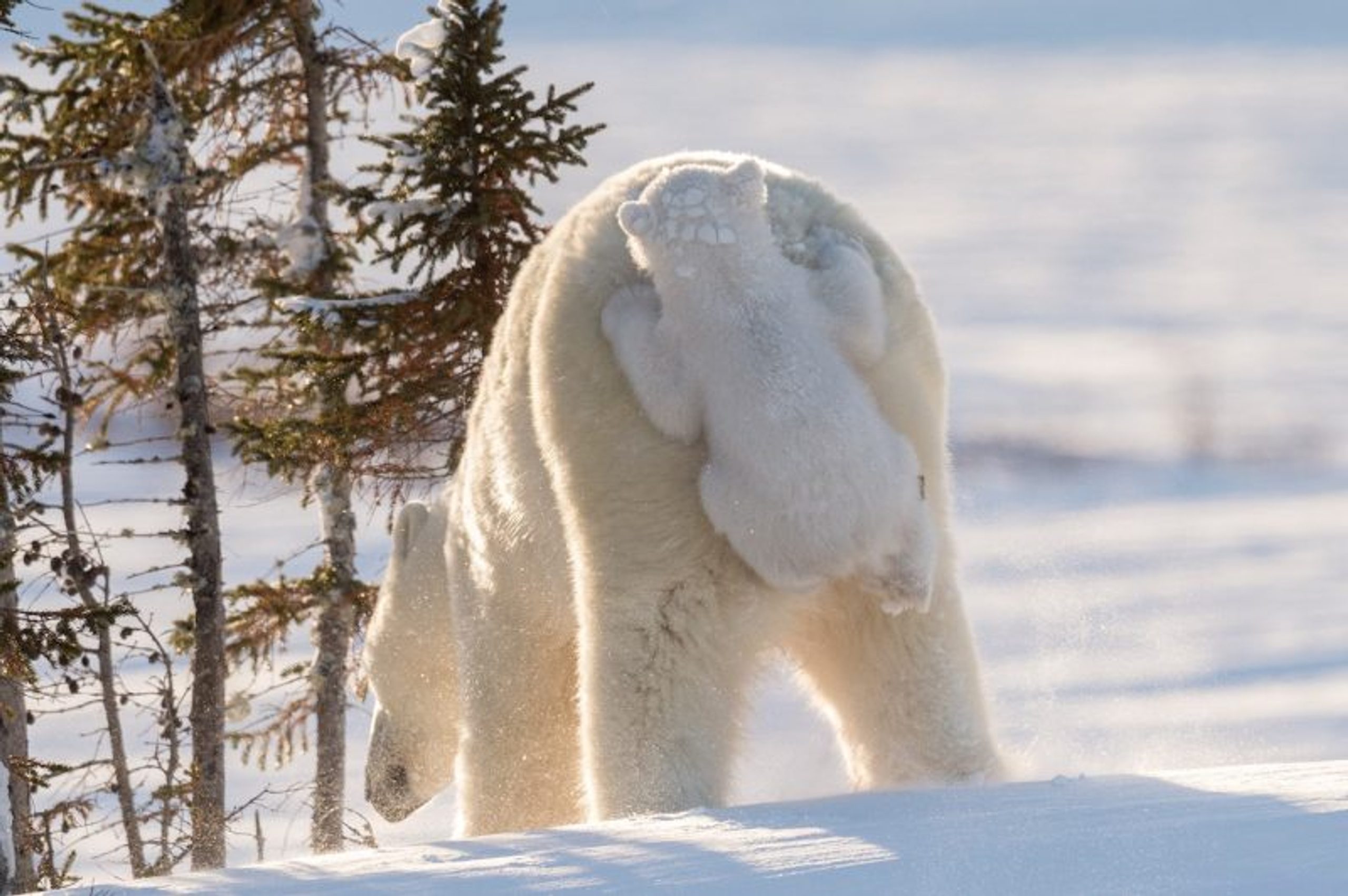 Daisy Gilardini (Canada) © ‘Hitching a ride n4’