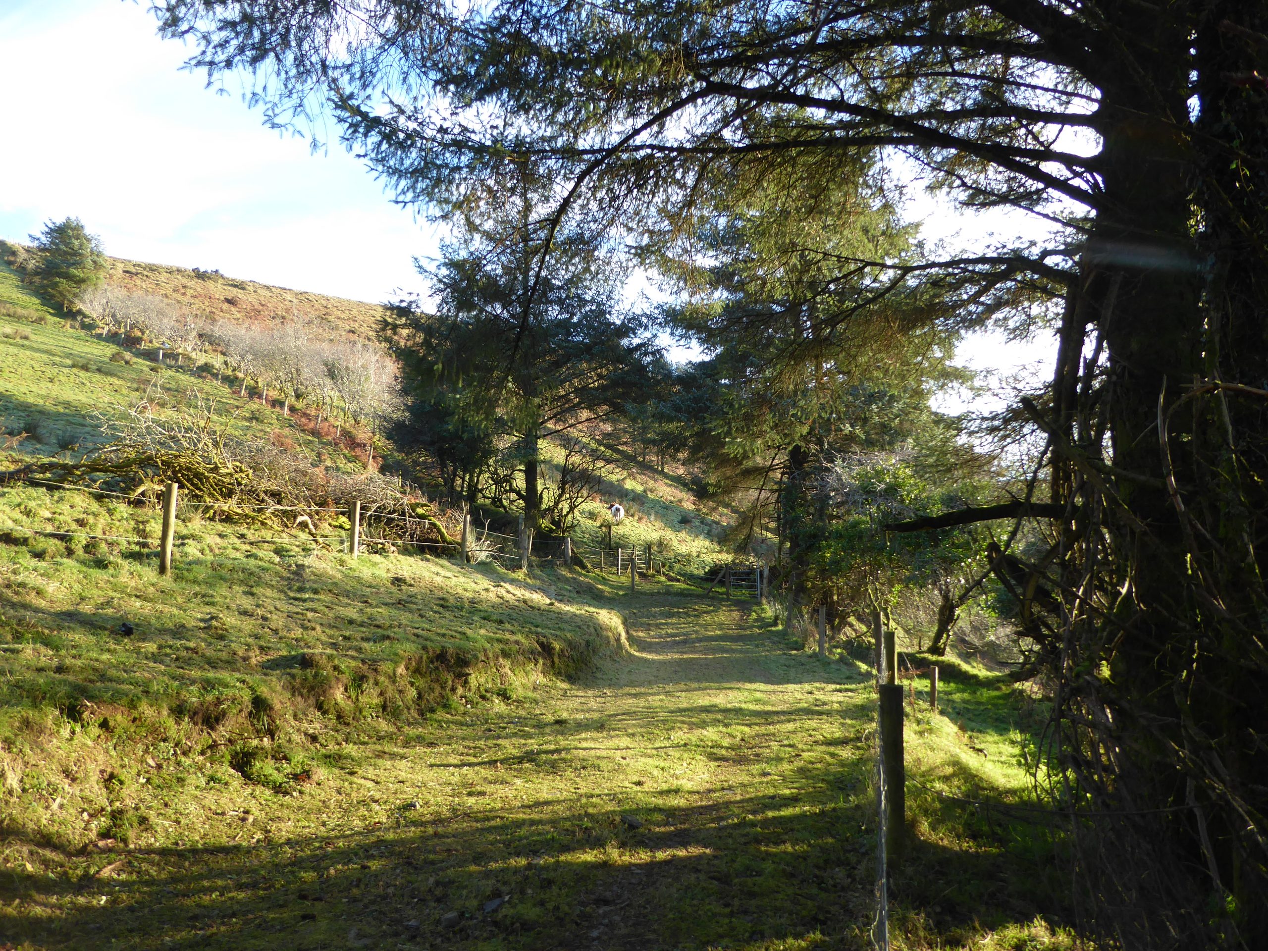 Dog Friendly Walks