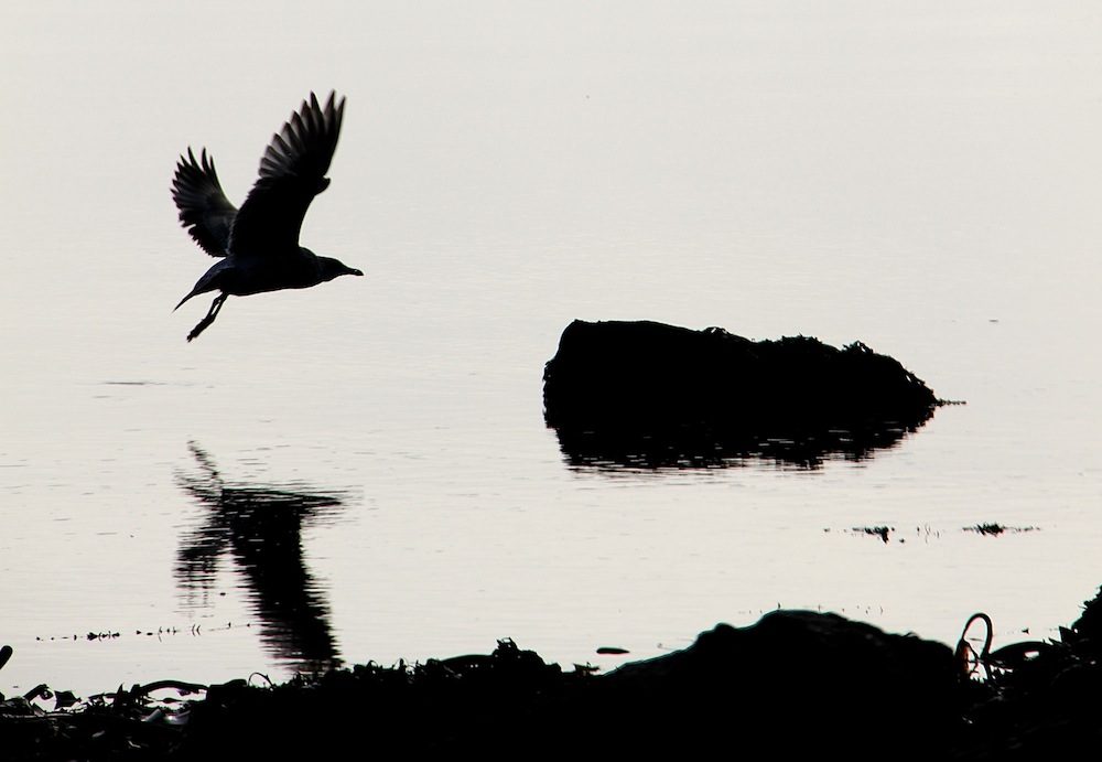 Birdwatching on Inishbofin