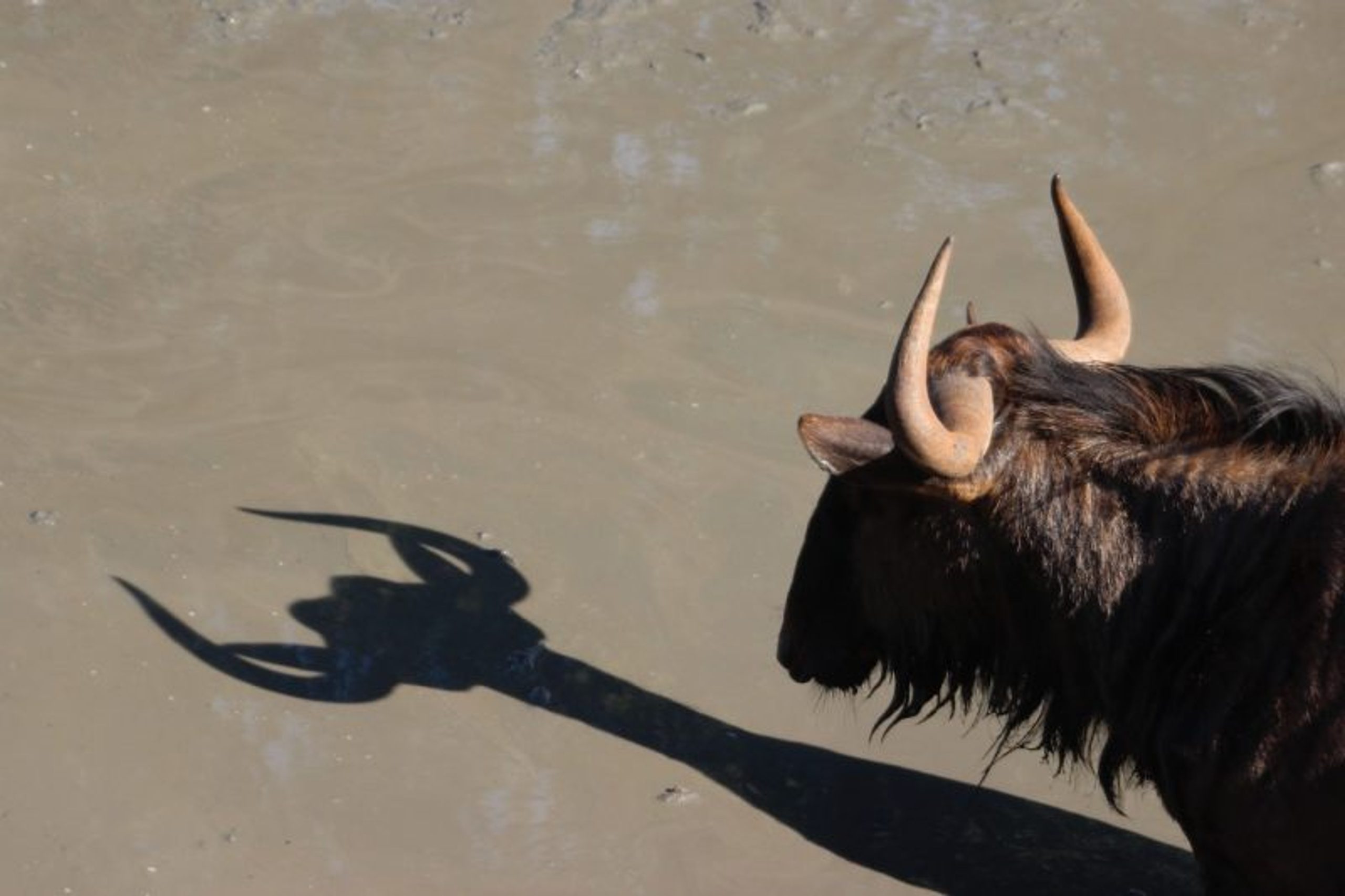 Paulette Struckman United States © ‘Gnu’s Flash’