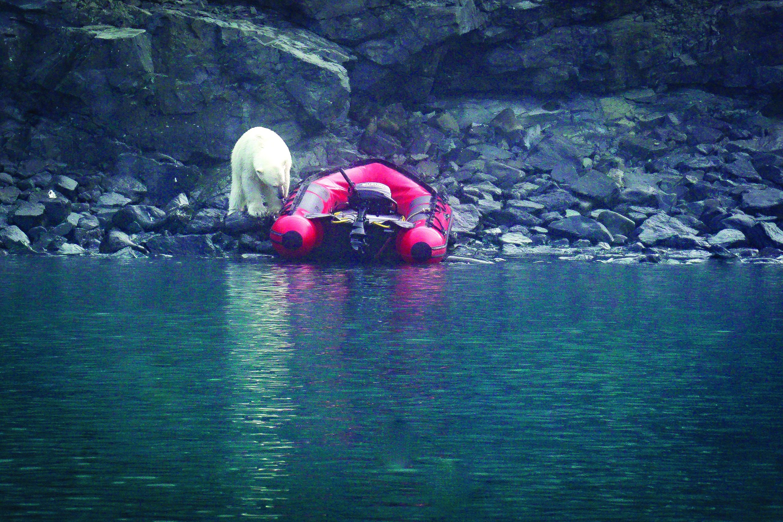 Arctic Polar Bears