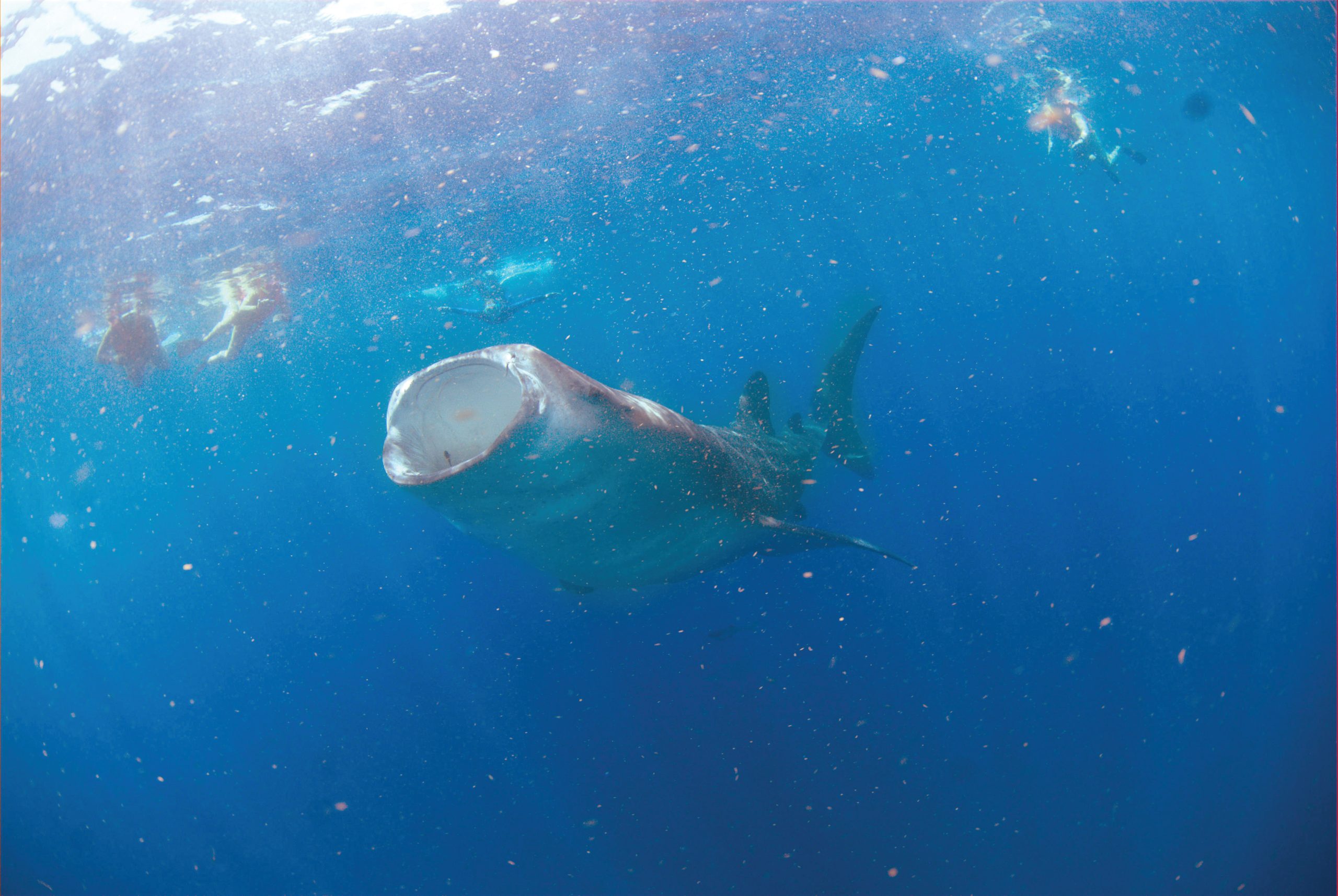 Diving with whale sharks