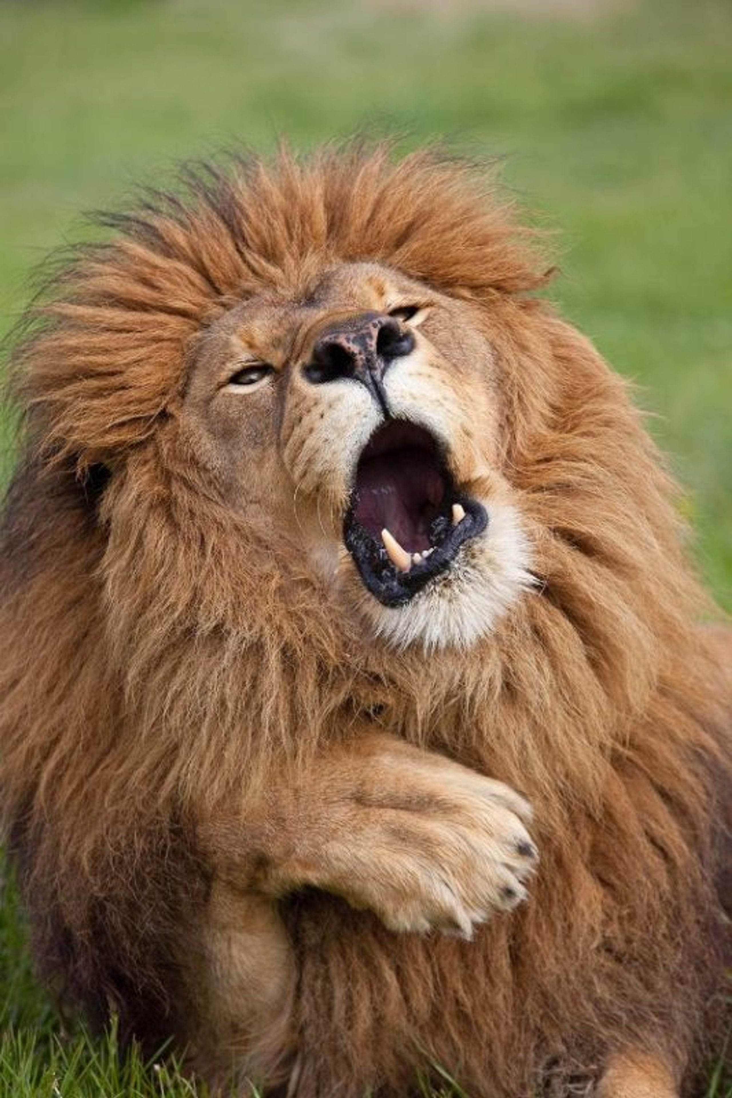 Gill Merritt (United Kingdom) © ‘Lord of the jungle’