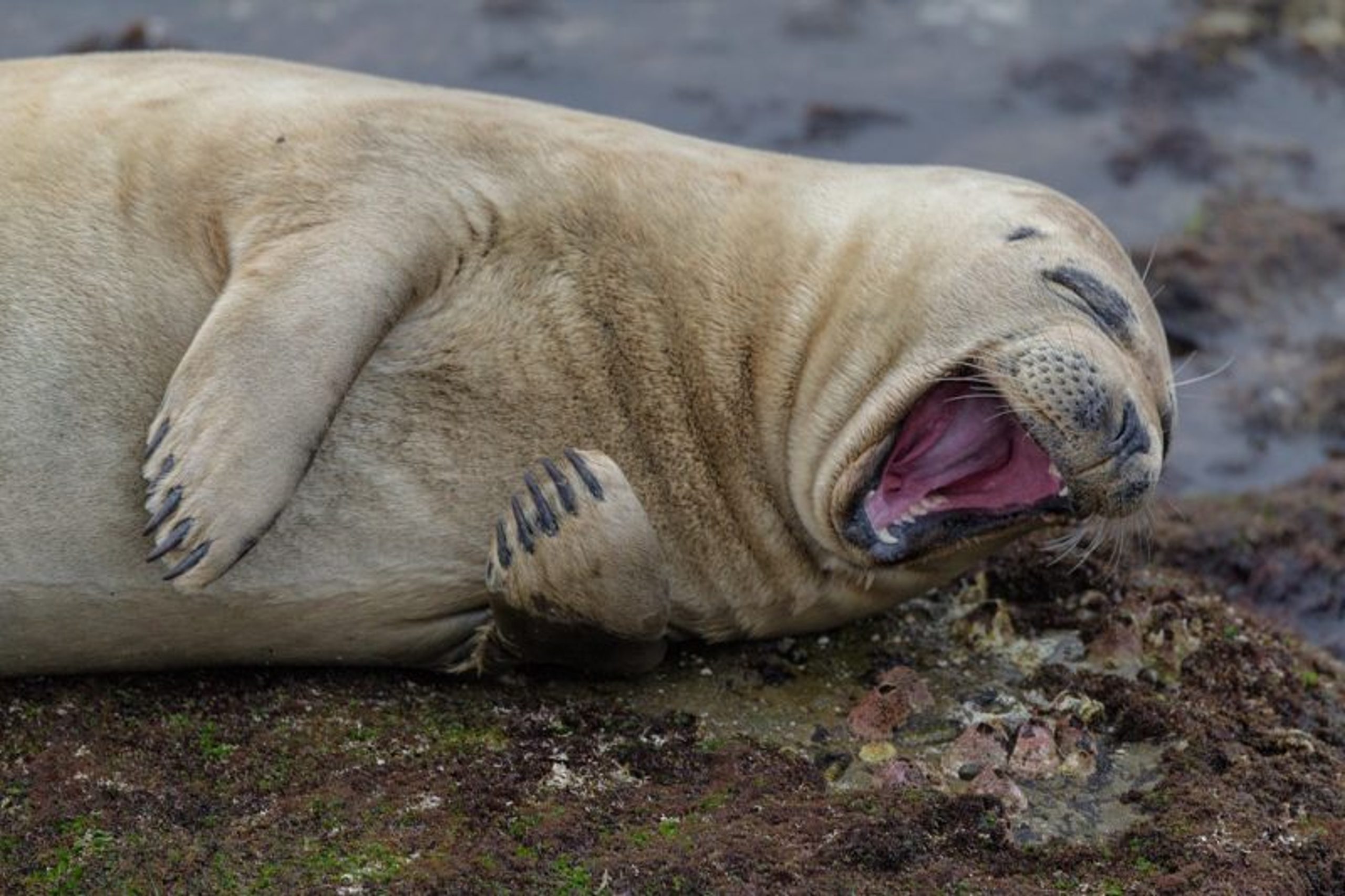 Brian Valente (United States) © ‘Laughing Seal’
