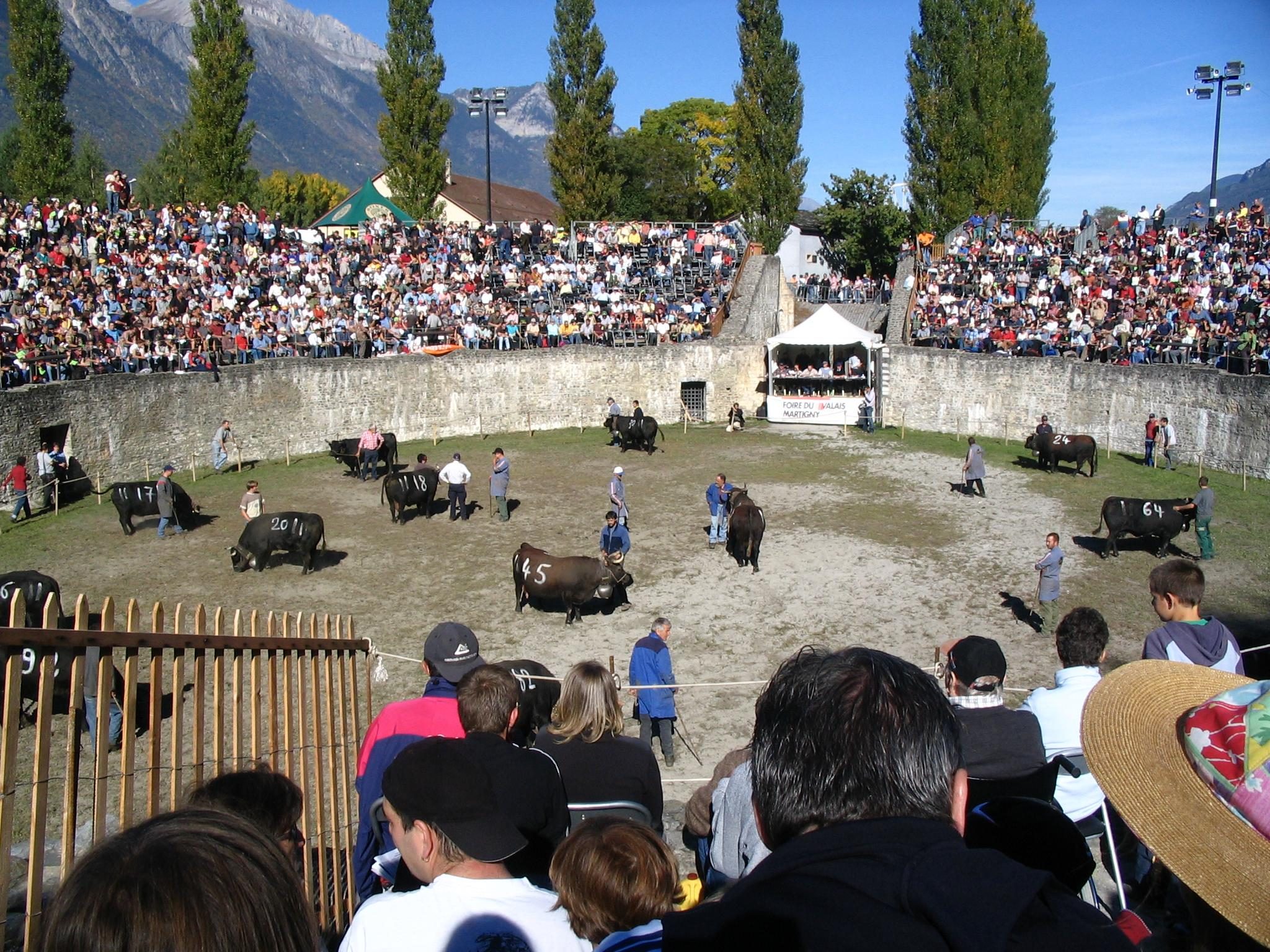 Cow fight