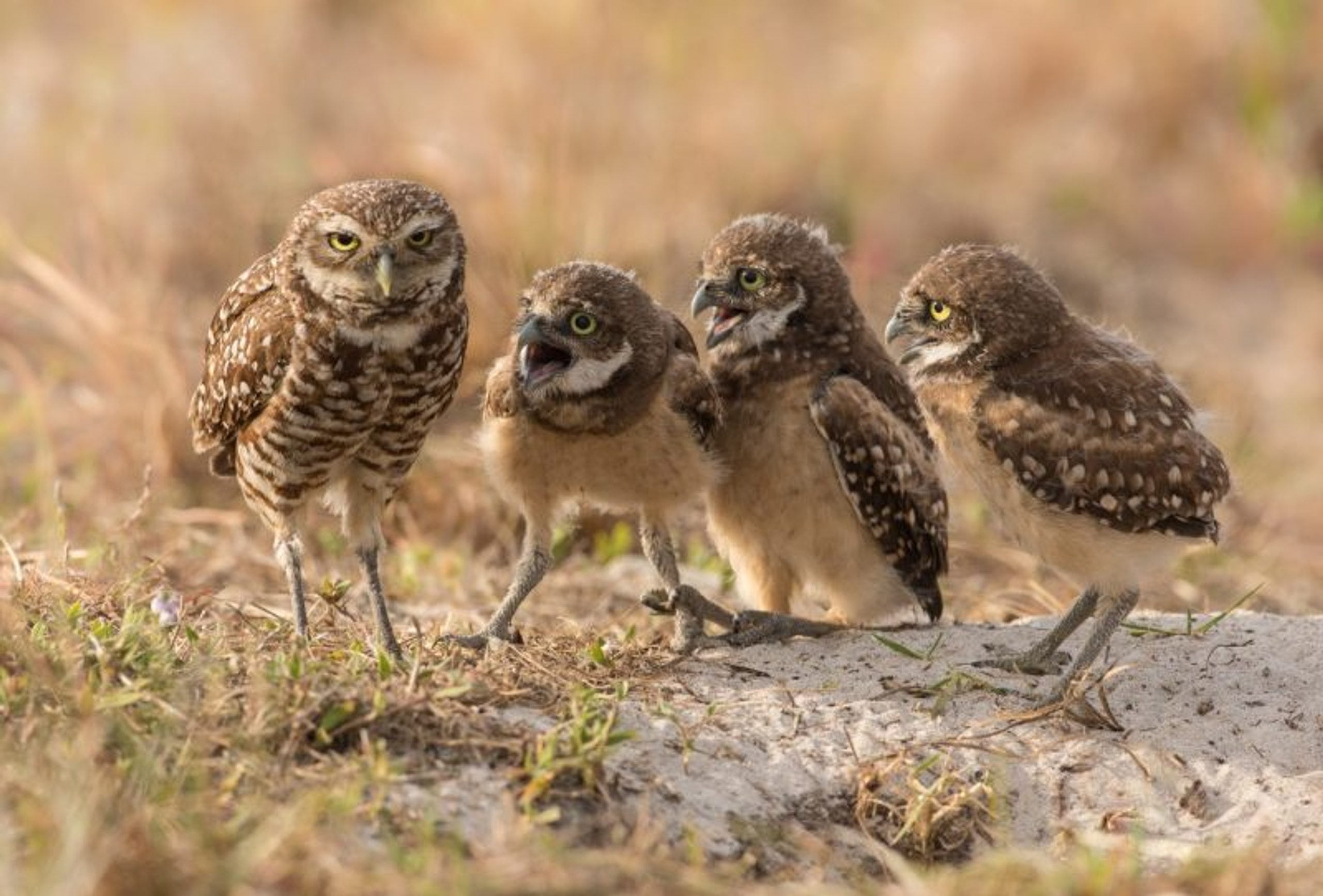 Barb D’Arpino (Canada) © ‘MOM, MOM, MOM, MOM’