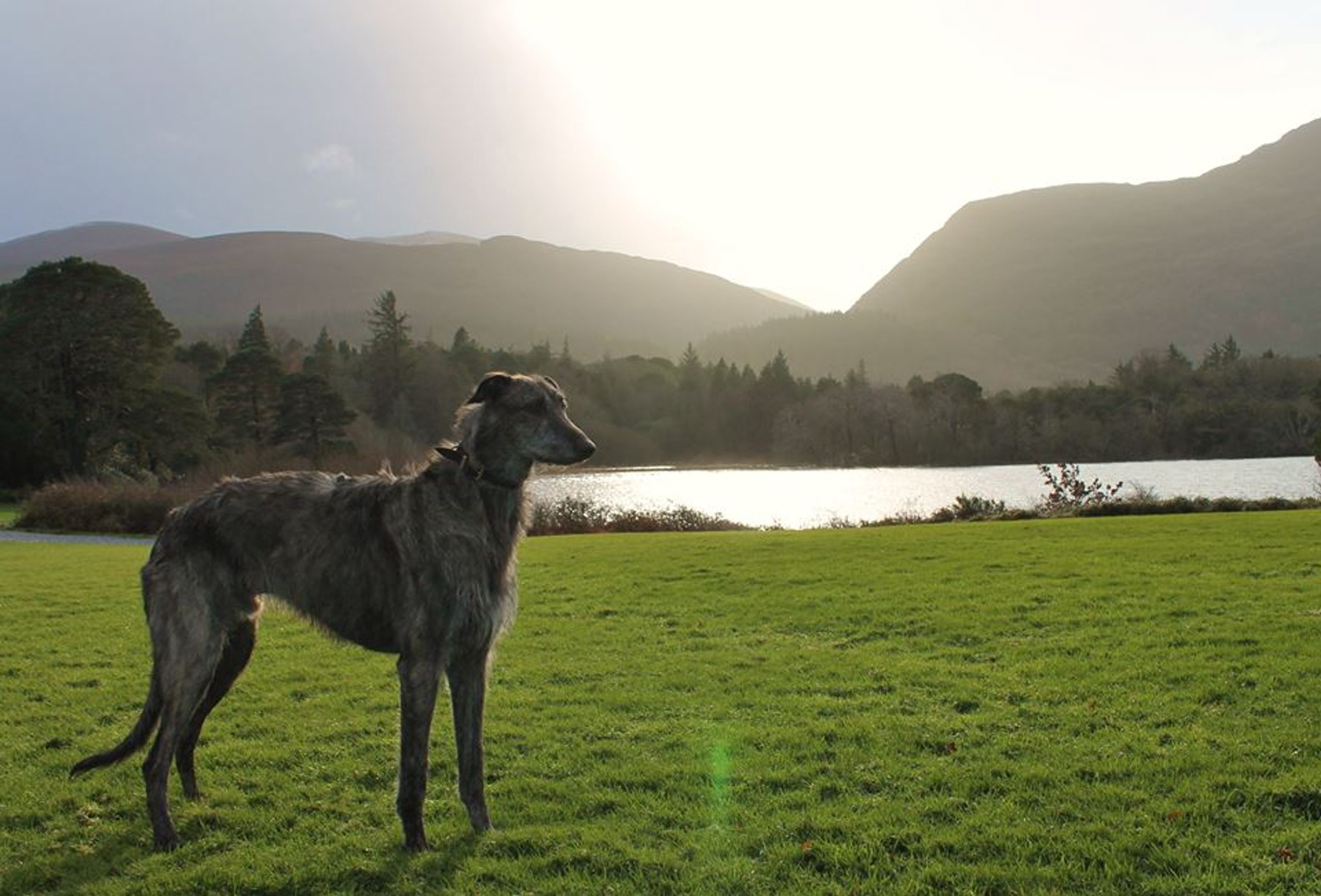 Dog Friendly Walks in Kerry