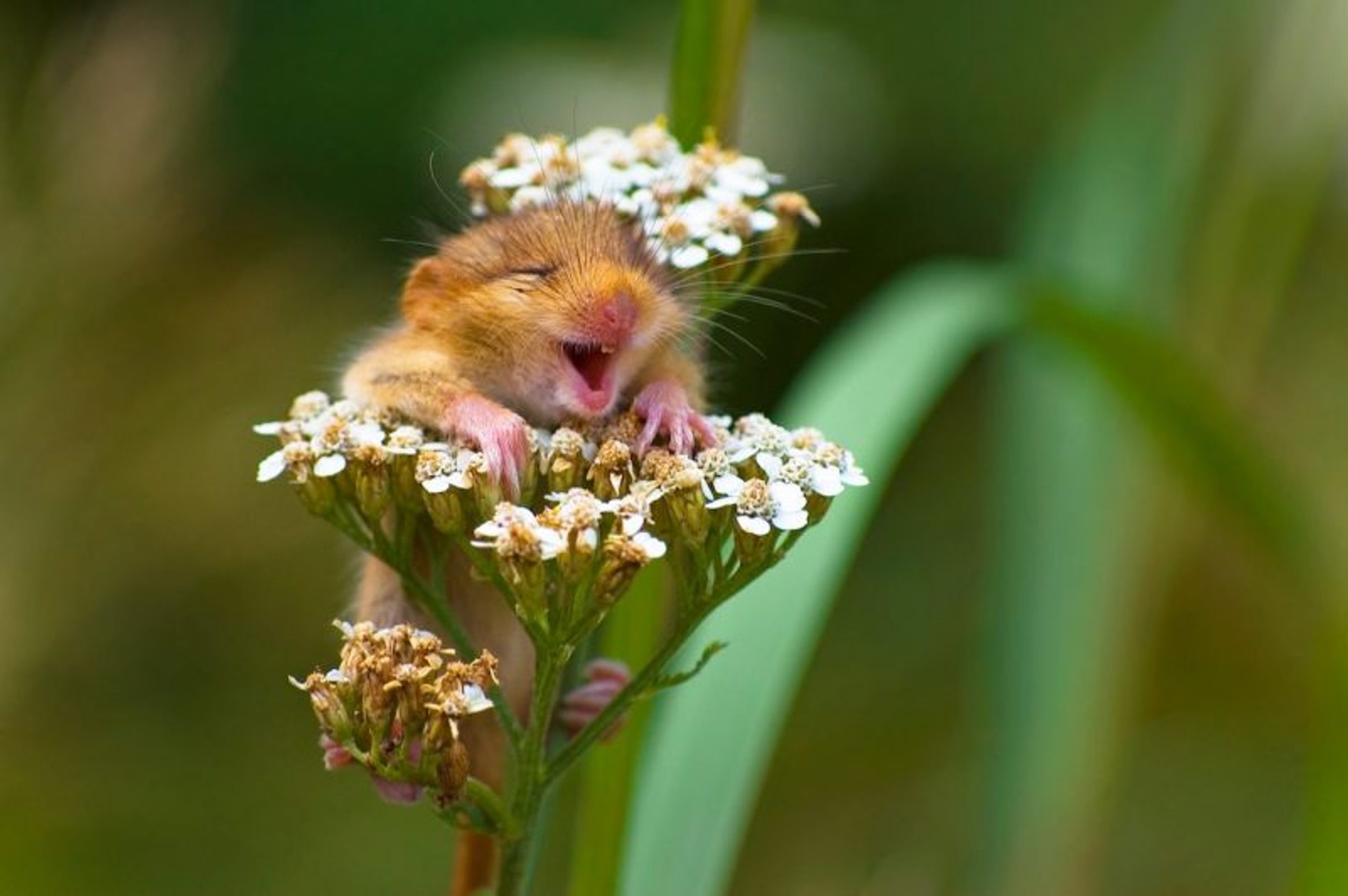 Andrea Zamaptti Italy The laughing dormouse