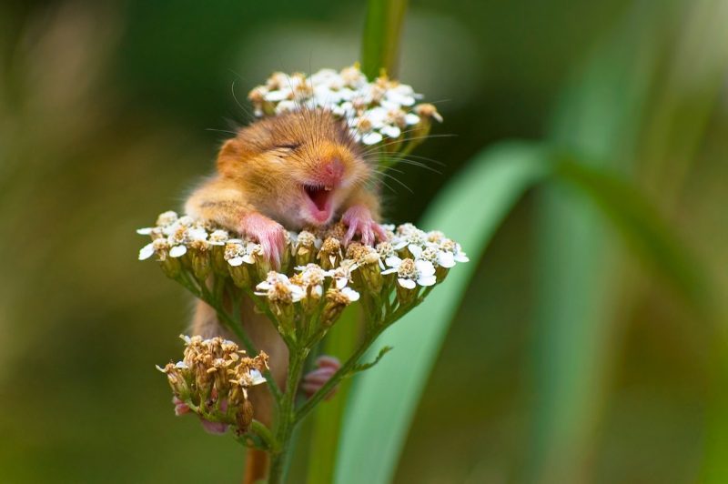 Andrea Zamaptti Italy The laughing dormouse