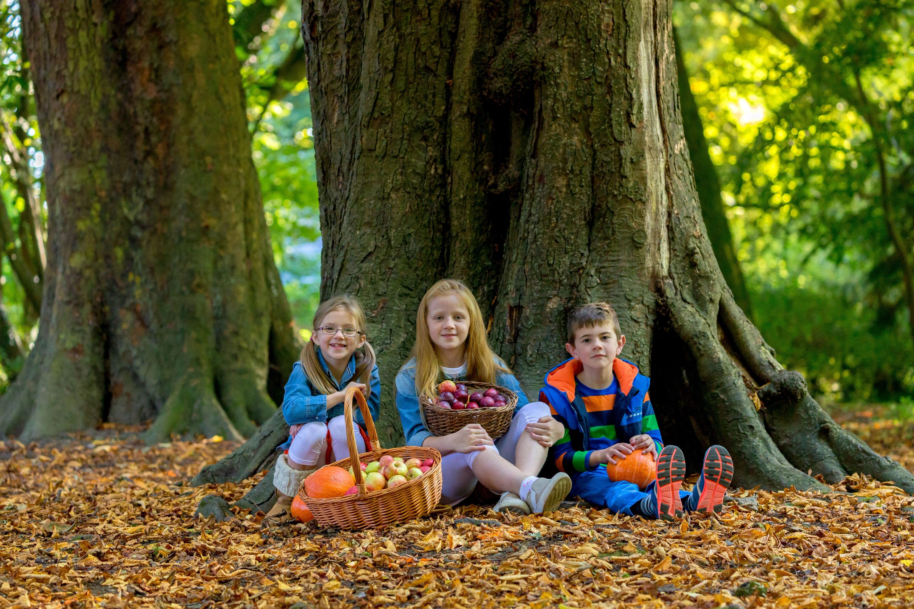 Castlecomer Discovery Park Woodland