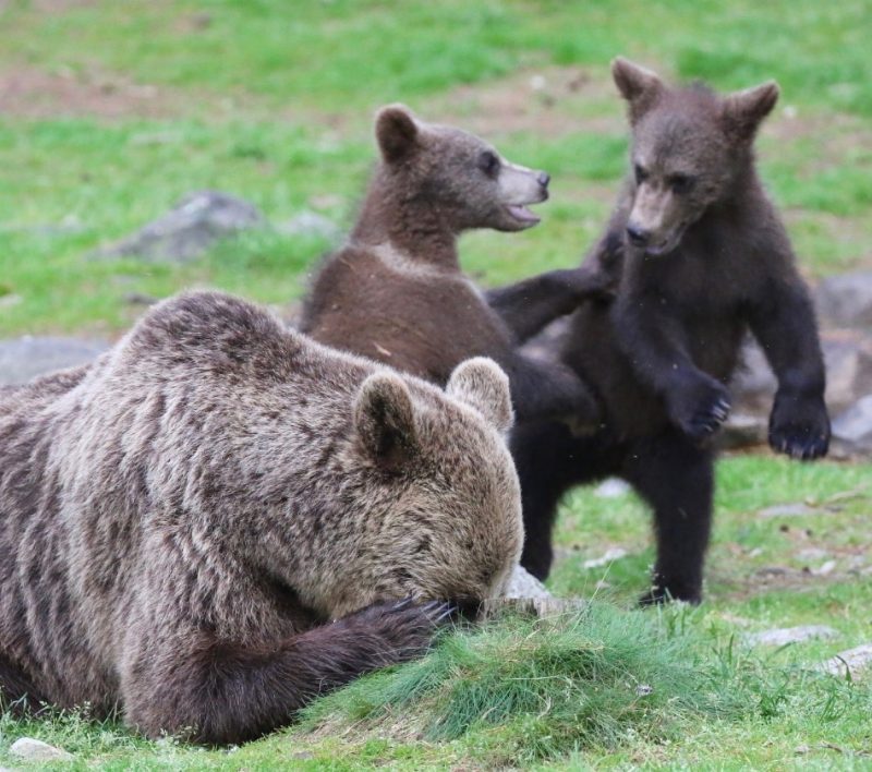 Melissa Nolan (United Kingdom) © ‘Bear necessities’