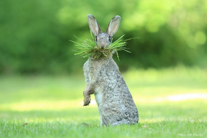 Oliver Cole Belgium Whats up doc