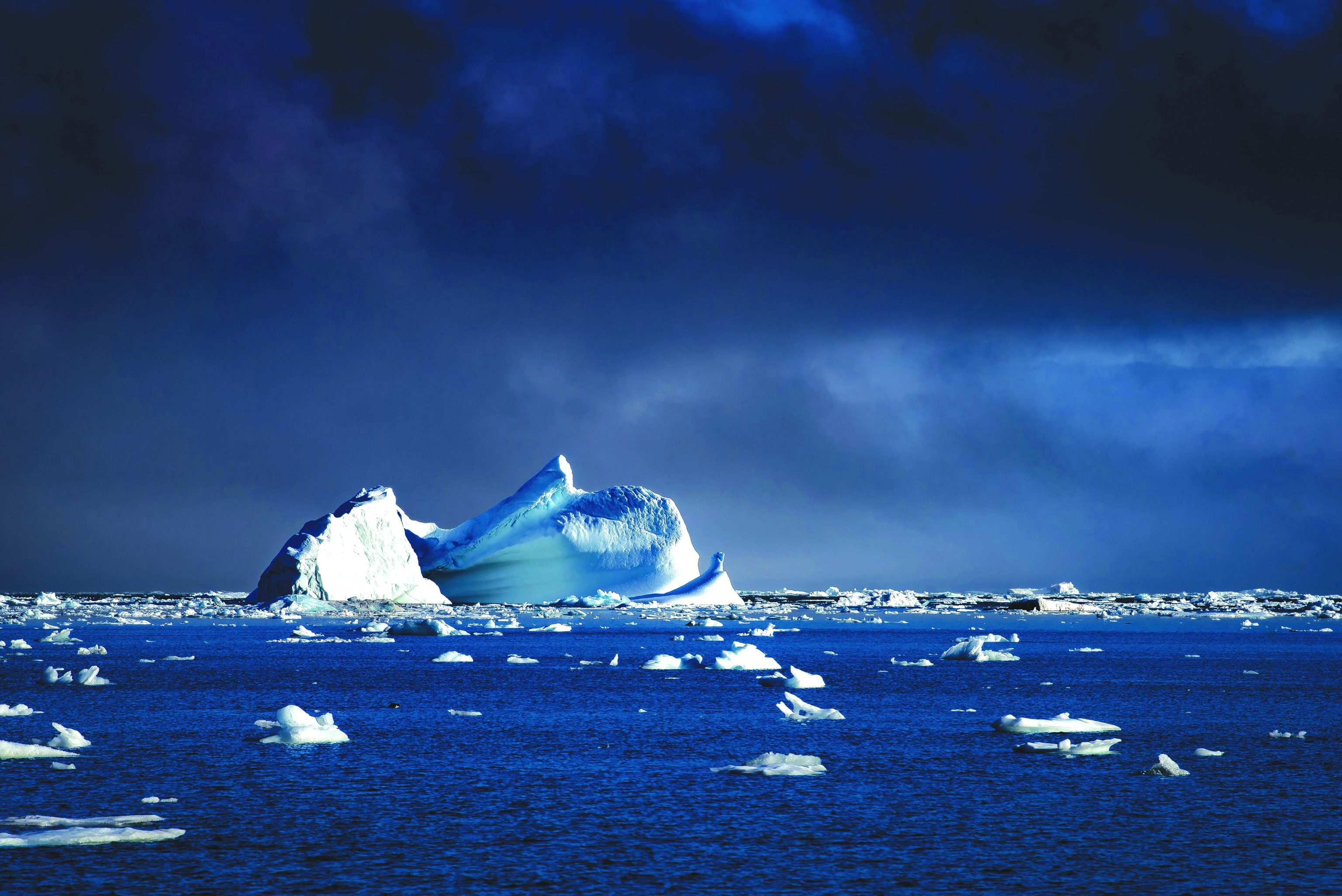 Arctic Polar Bears