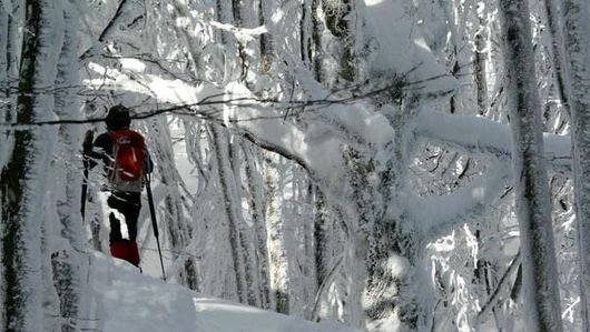 Photo of cross country skier disappearing through the snow-laden trees into the distance