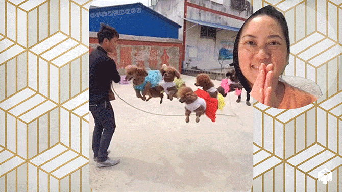 Group of dogs jumping rope, woman in the corner clapping hands