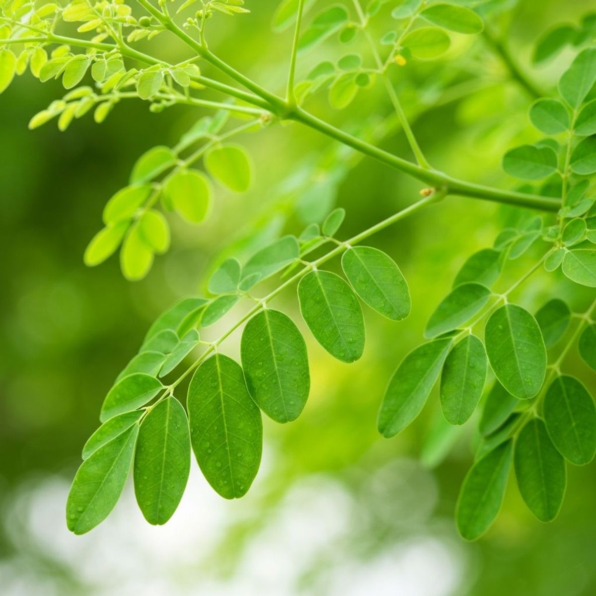 Moringa: Nährstoffreich, vielseitig und mit antientzündlichem Potenzial